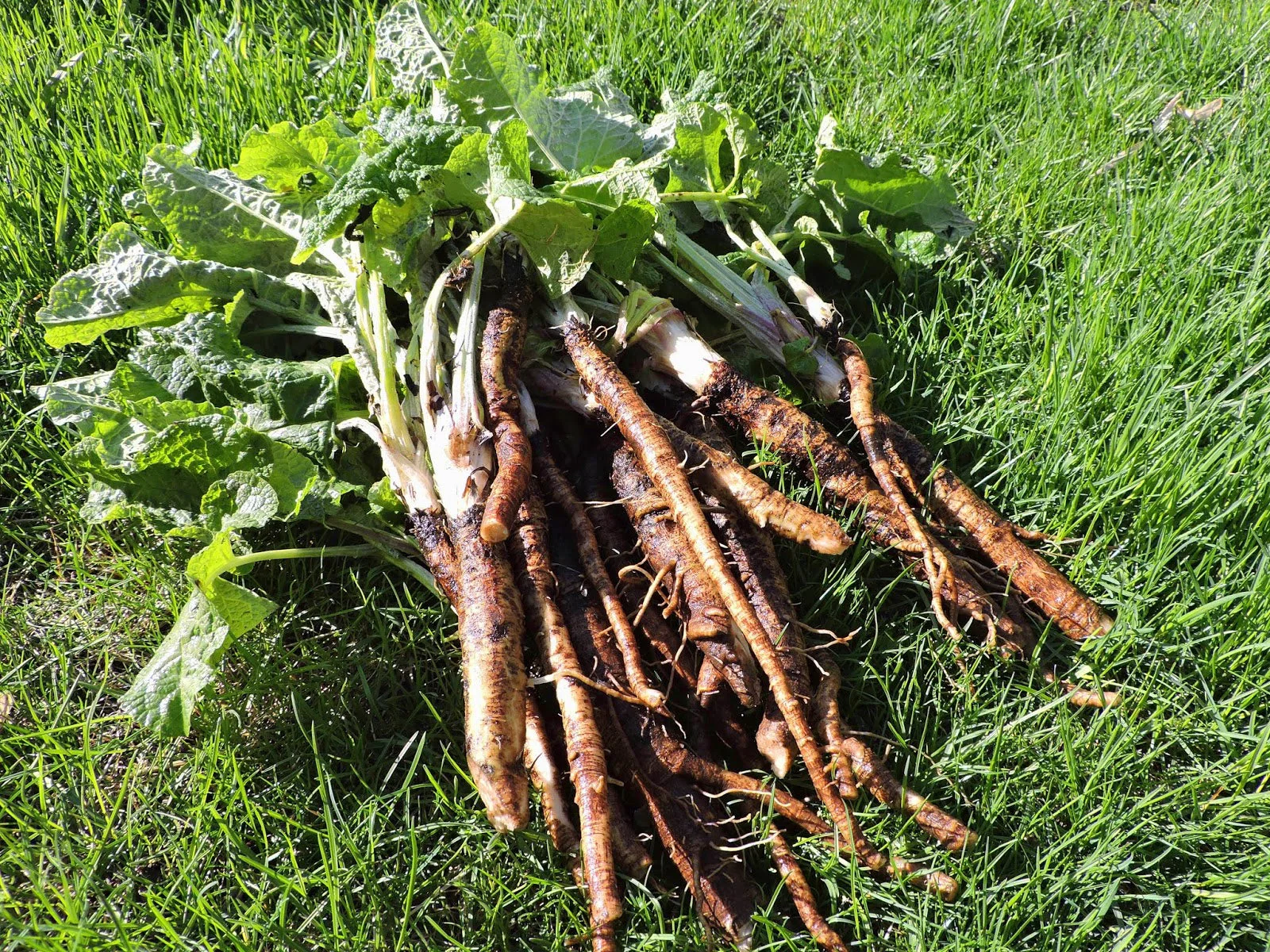 Great Burdock (USDA Organic) - Image 2