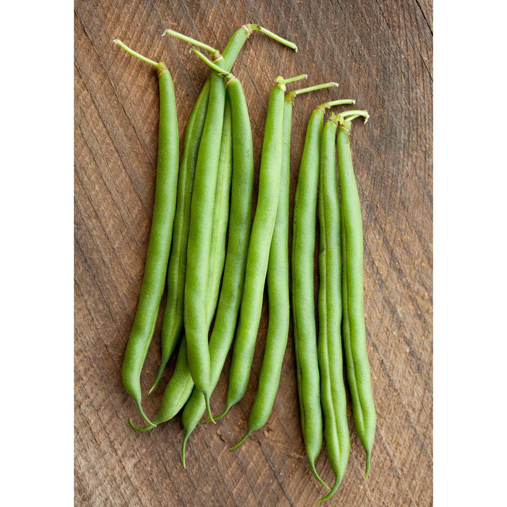 Burpee Stringless Green Bean - Image 2
