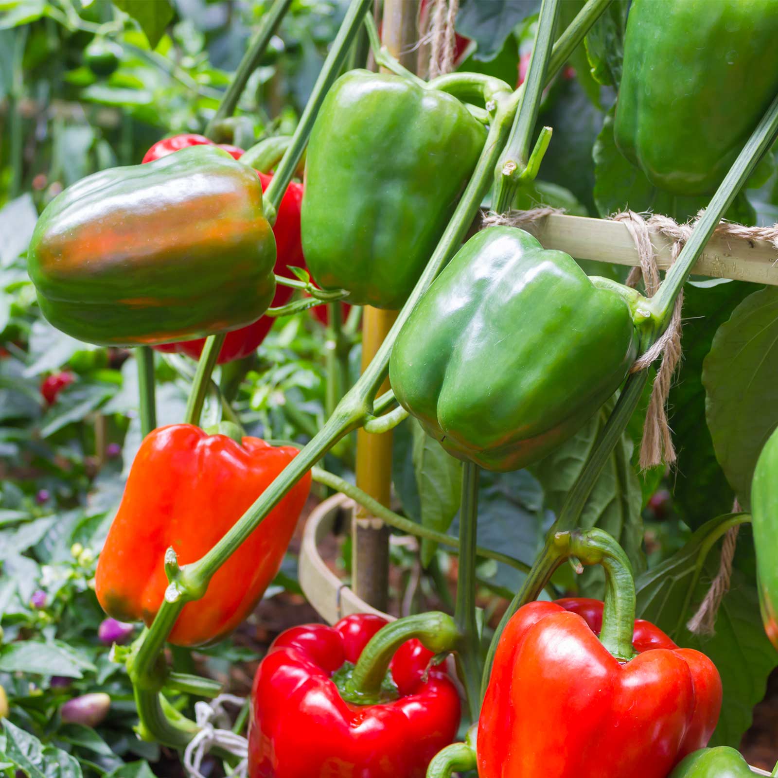 California Wonder 300 TMR Bell Pepper - Image 2
