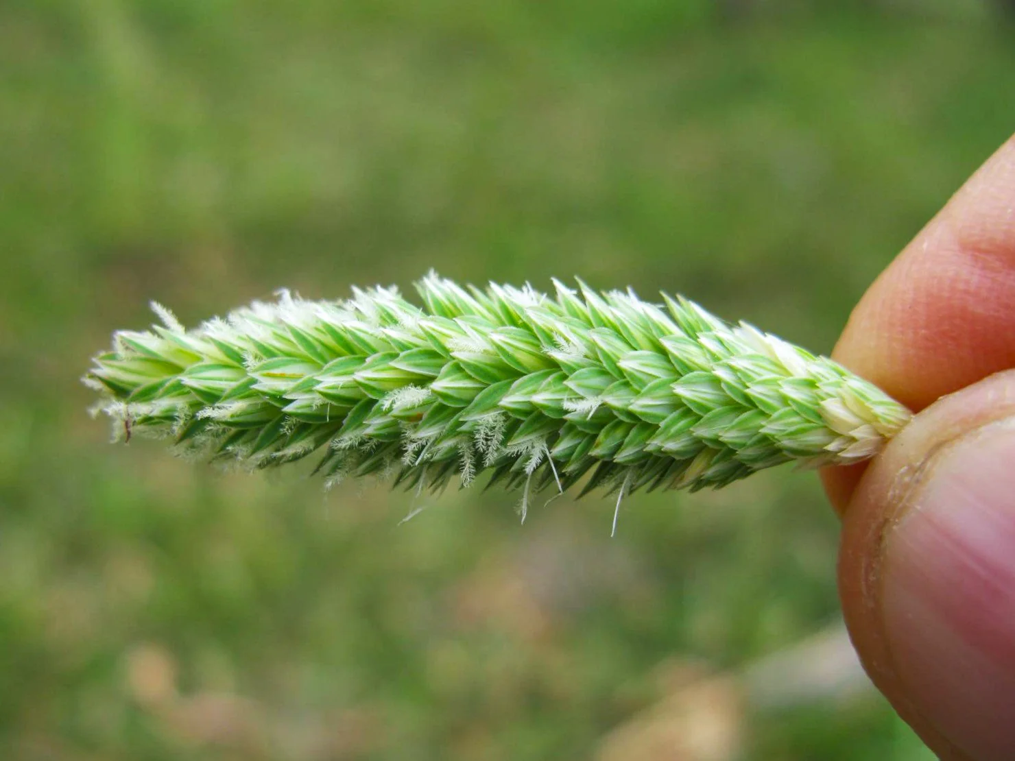Canary Grass - Image 7