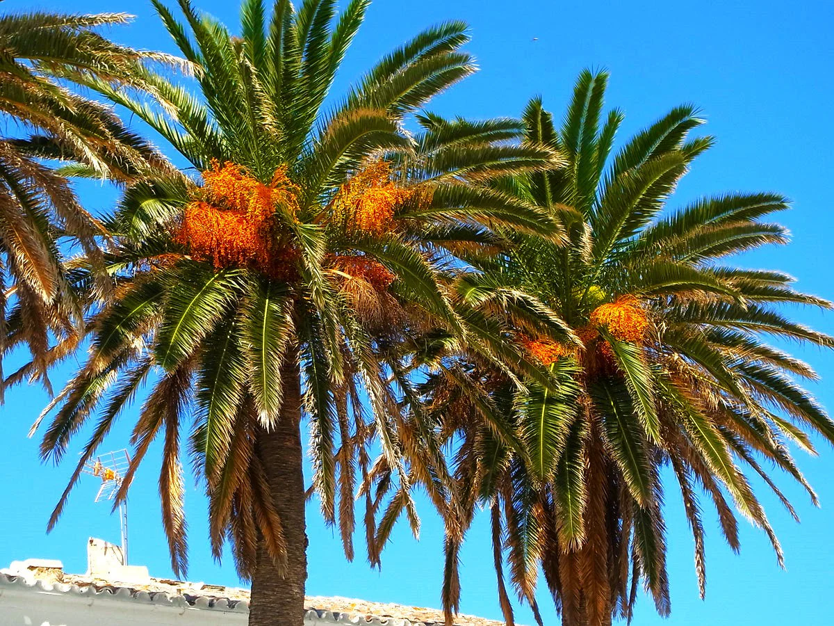 Canary Island Date Palm Tree - Image 3