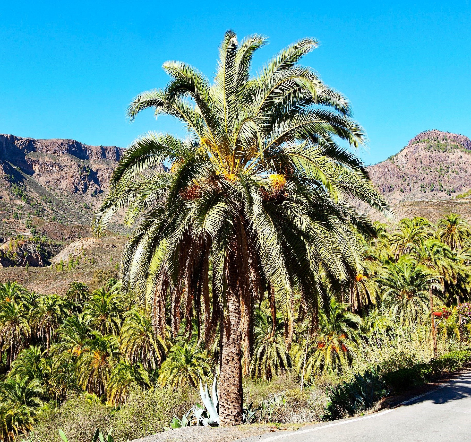 Canary Island Date Palm Tree - Image 9