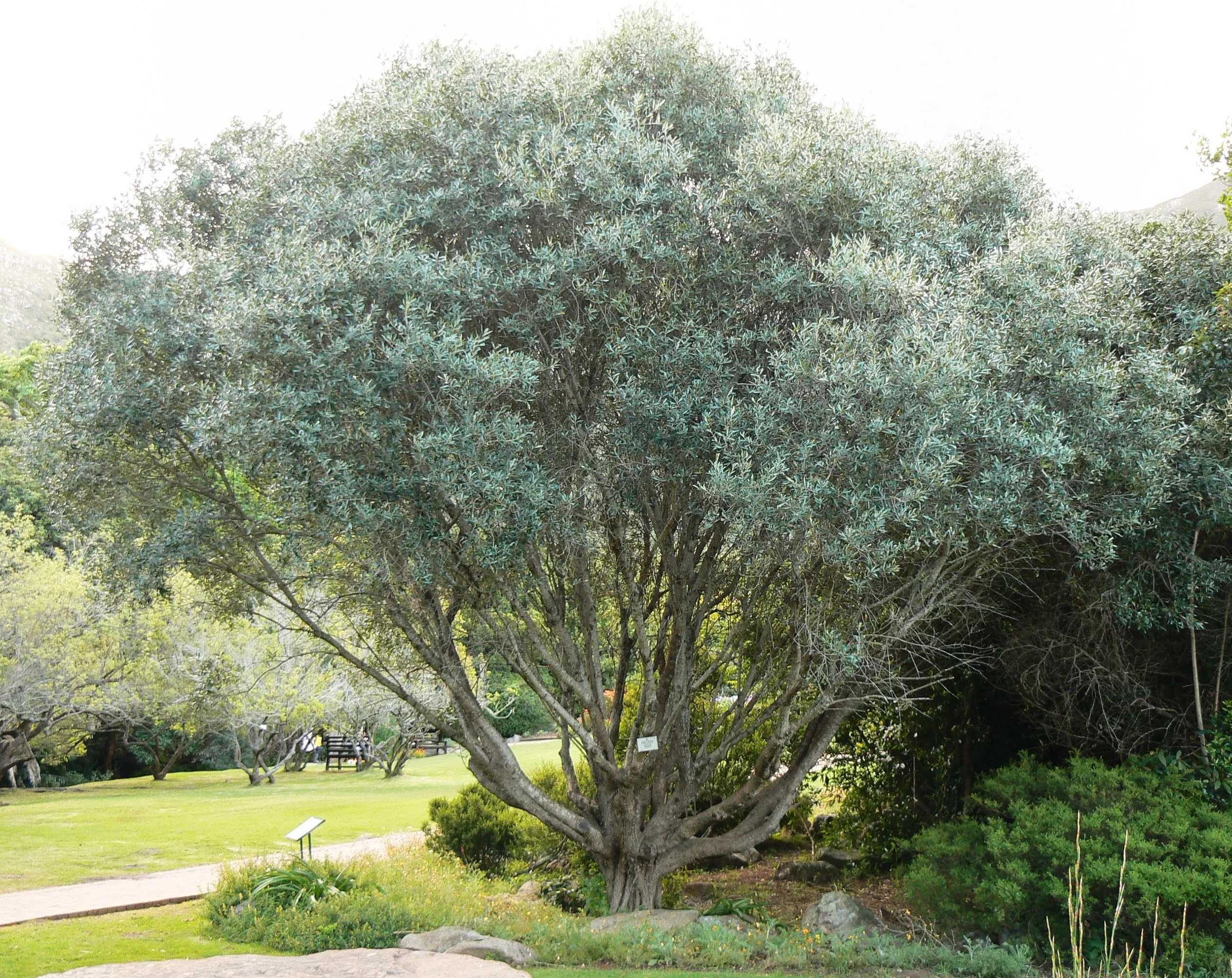 Canino Olive Tree - Image 9