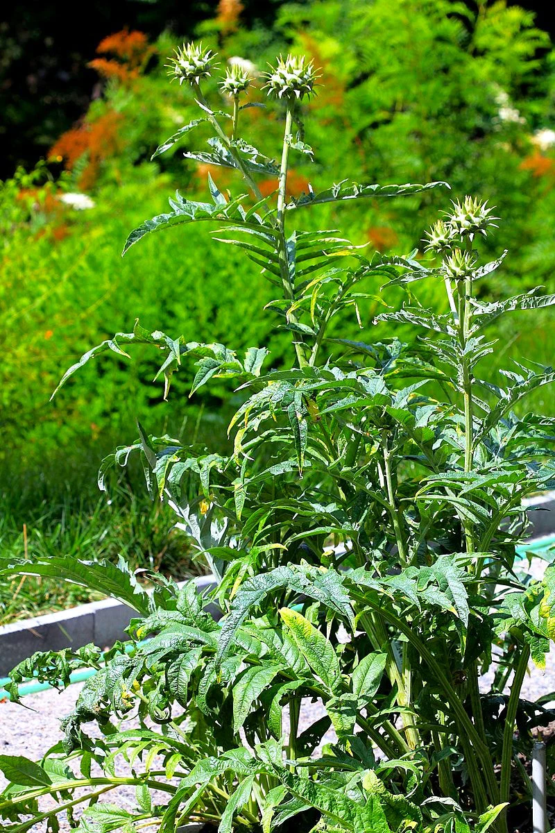 Cardoon - Image 4