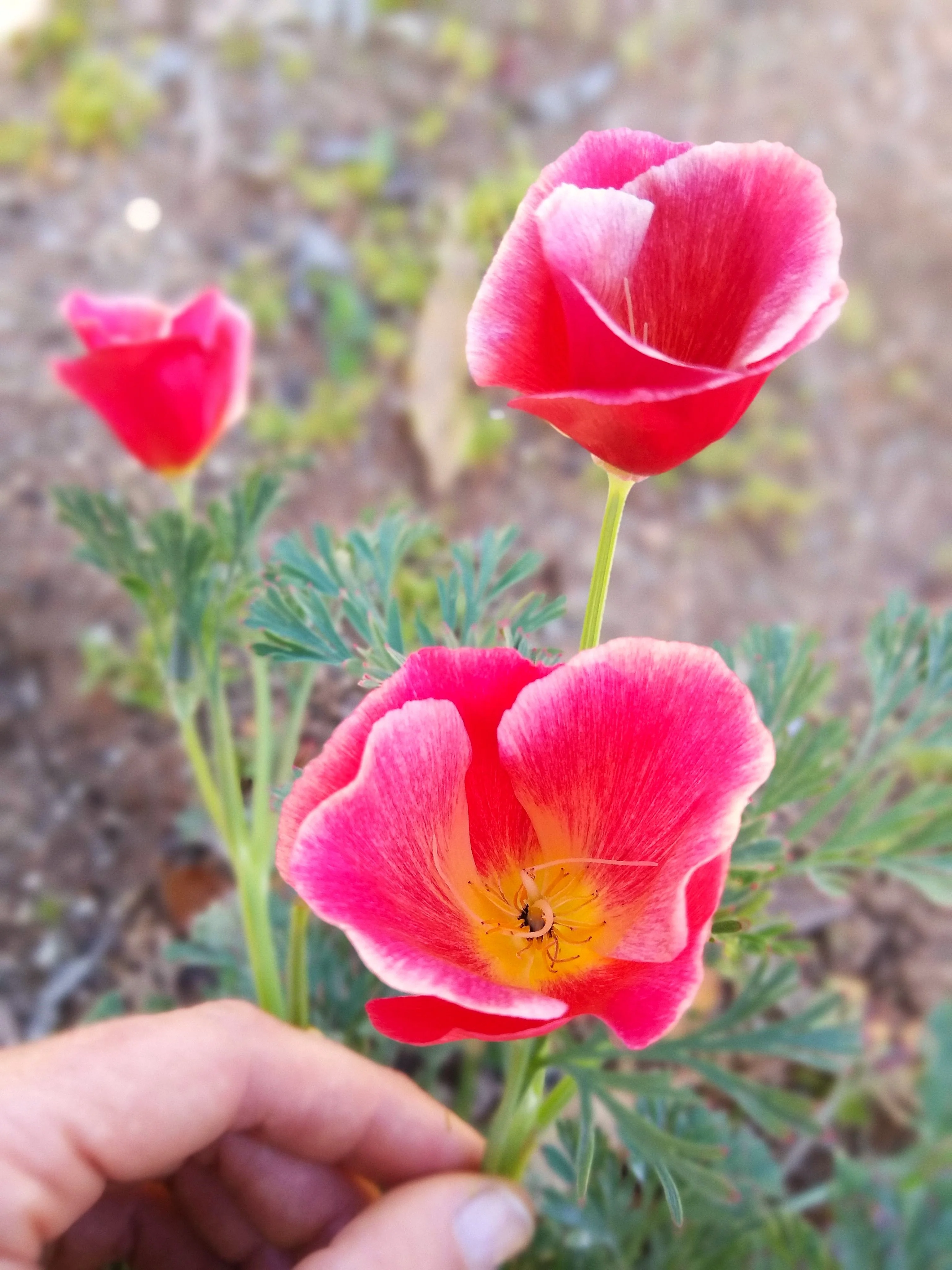 Carmine California Poppy - Image 3
