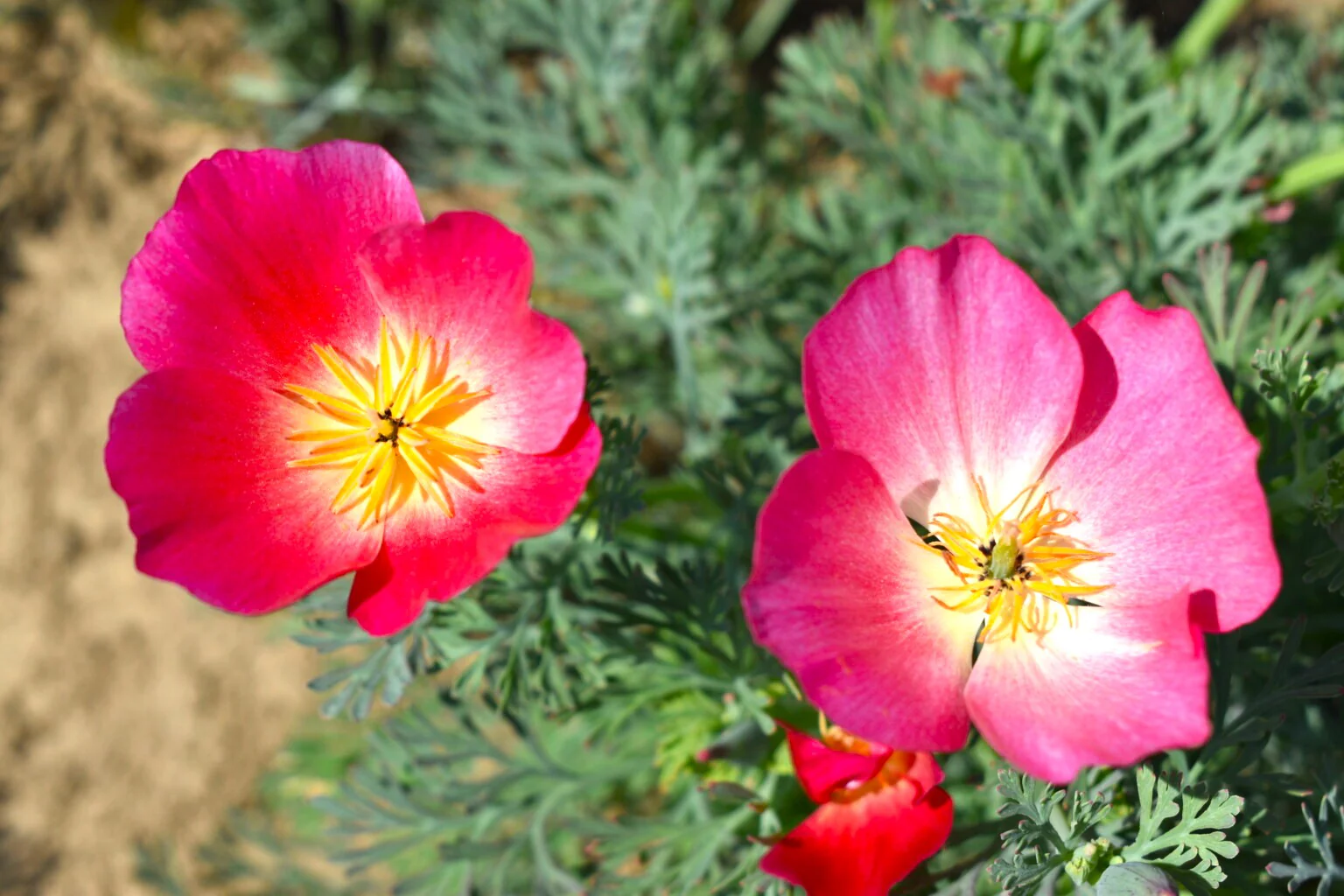 Carmine California Poppy - Image 4