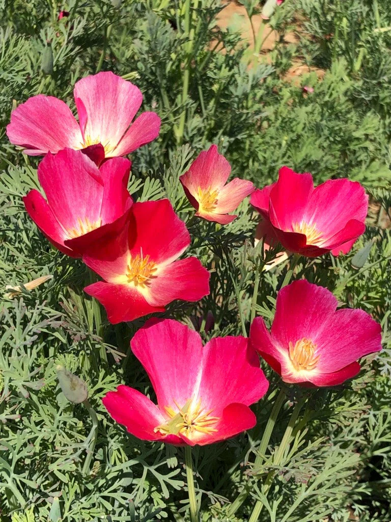 Carmine California Poppy - Image 6
