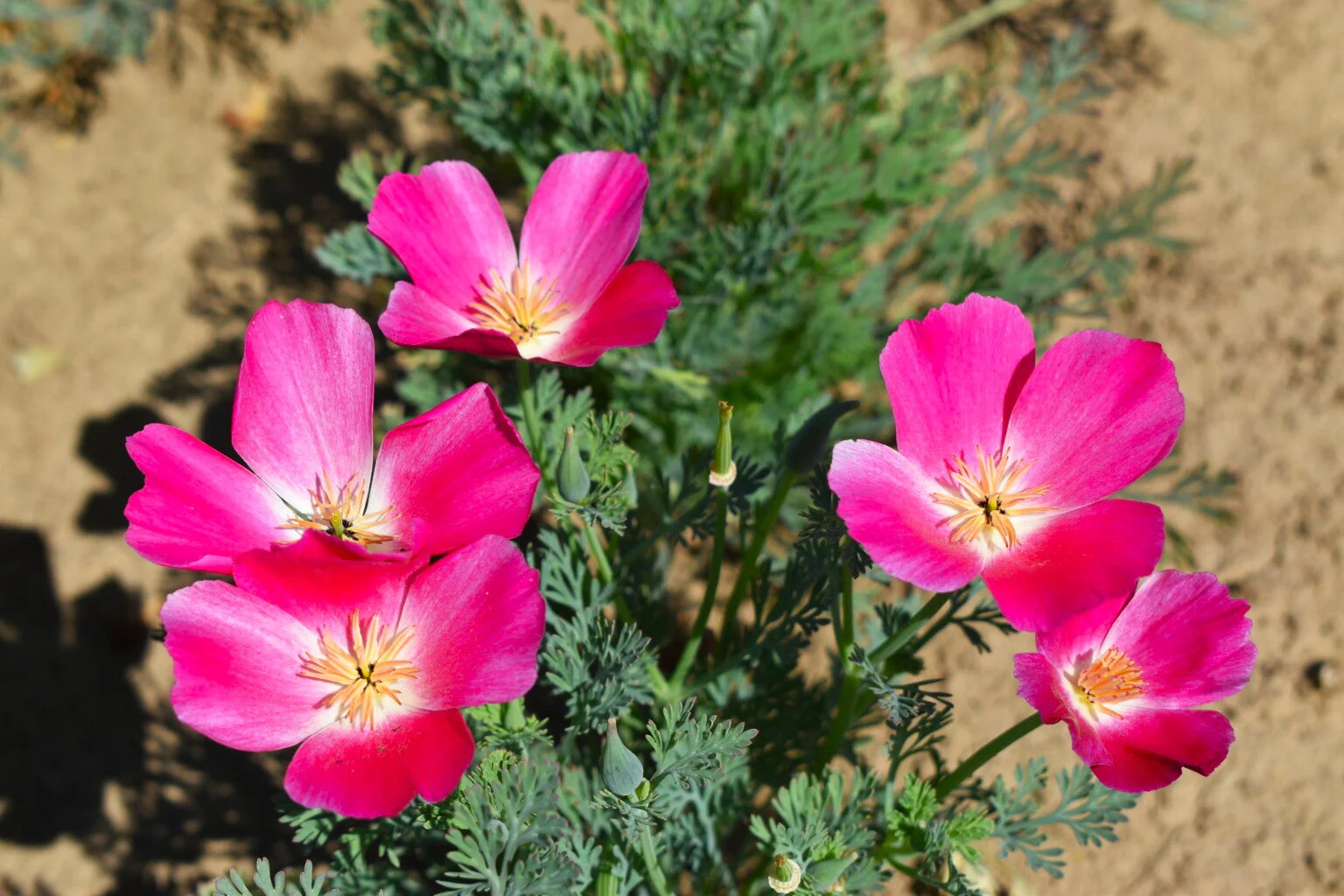Carmine California Poppy - Image 8