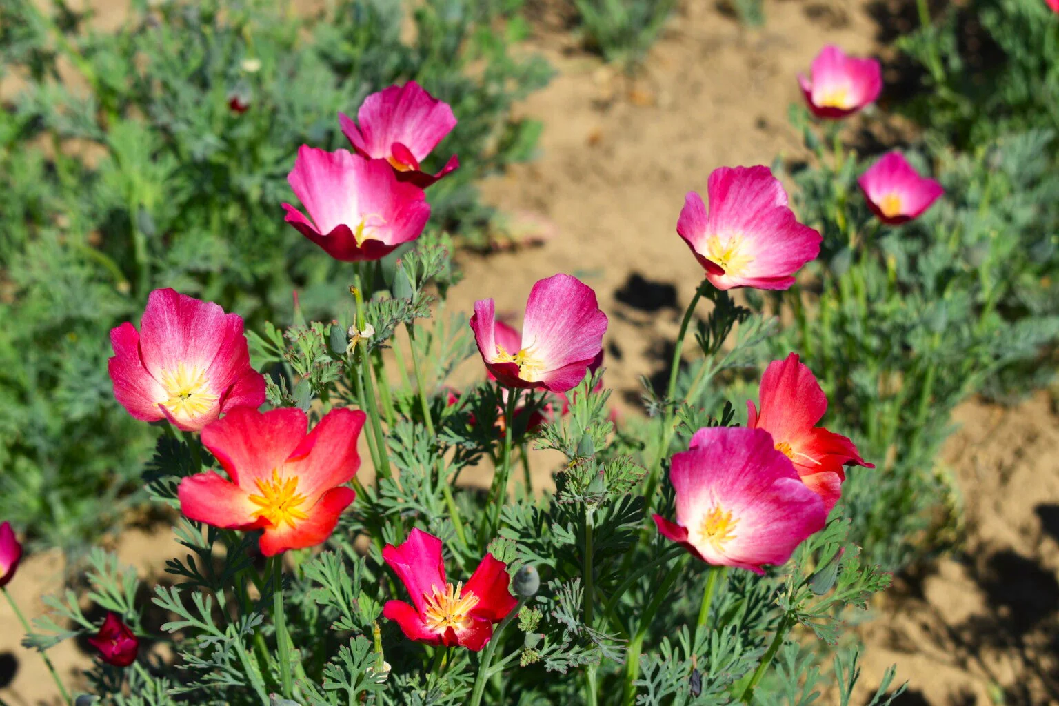 Carmine California Poppy - Image 9