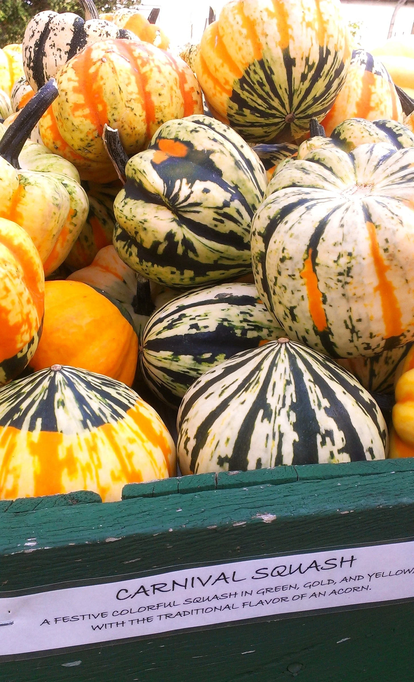 Carnival Squash - Image 7