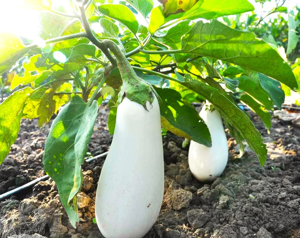 Casper White Eggplant - Image 2