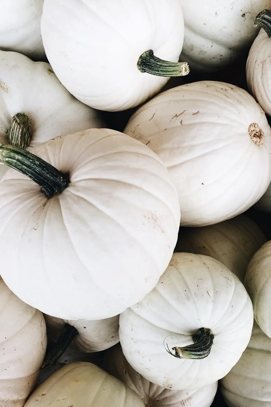 Casper White Pumpkin - Image 4