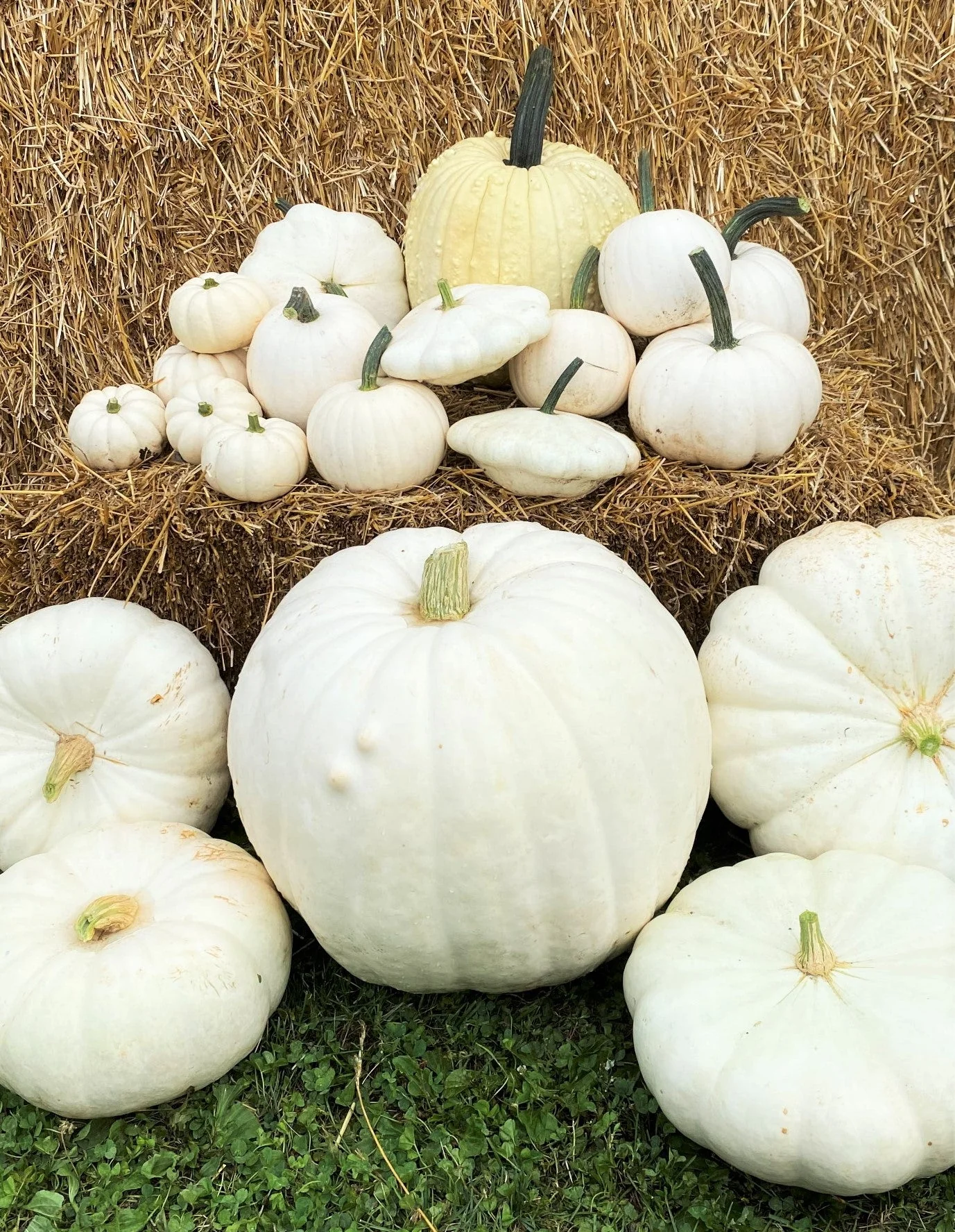 Casper White Pumpkin - Image 6