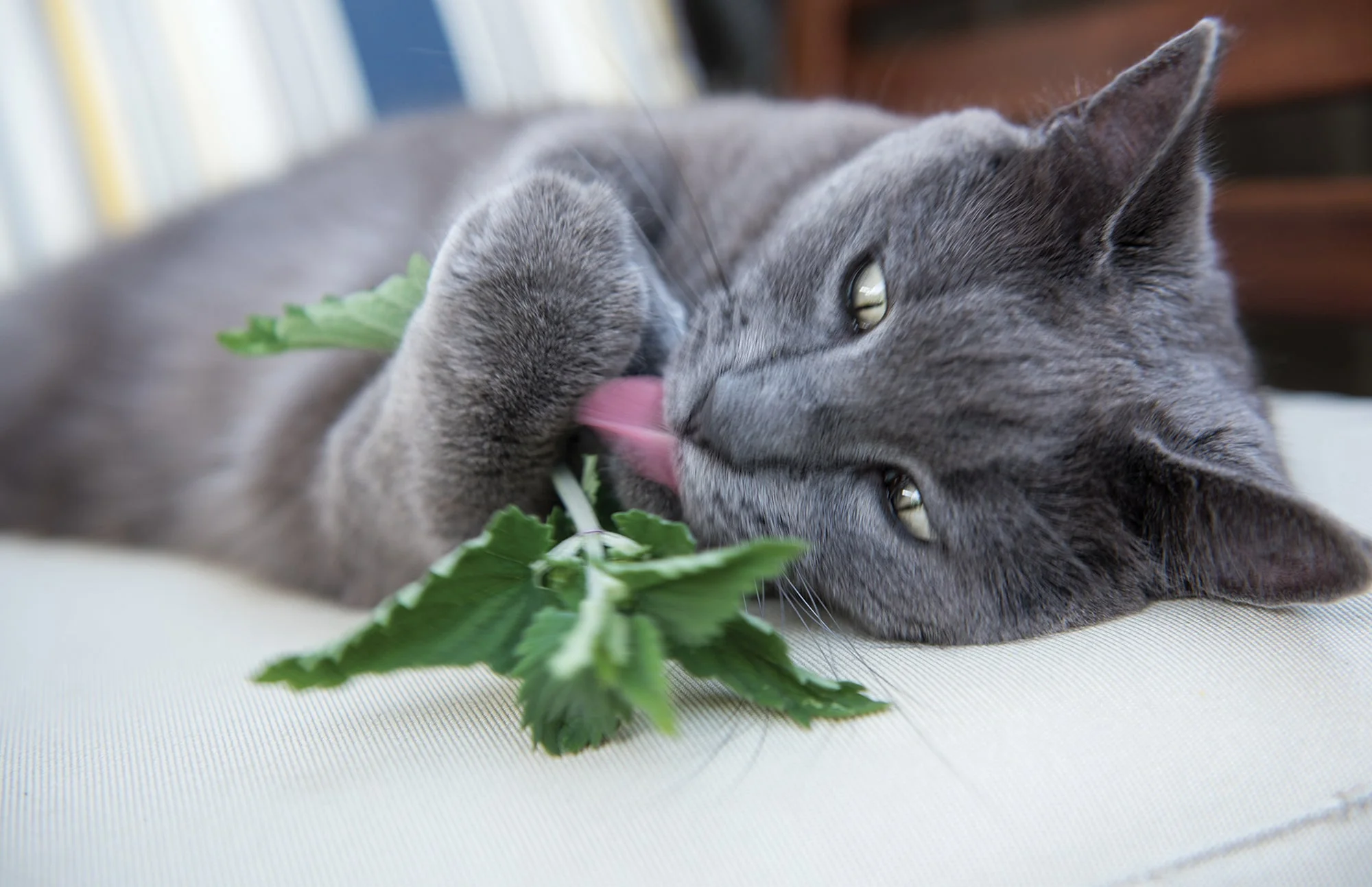 Catnip - Image 3