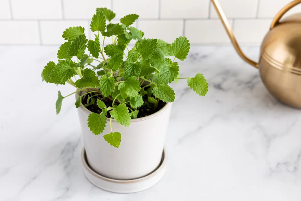 Catnip - Image 5
