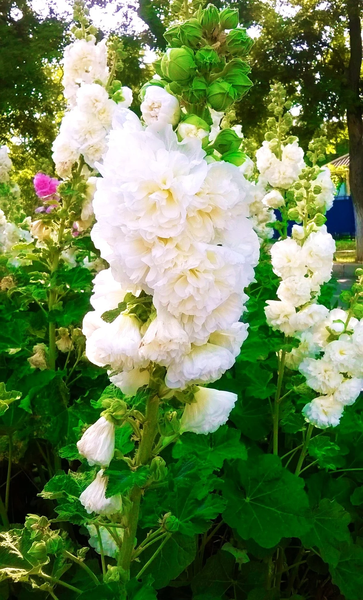 Chater's Double Mix Hollyhock - Image 4