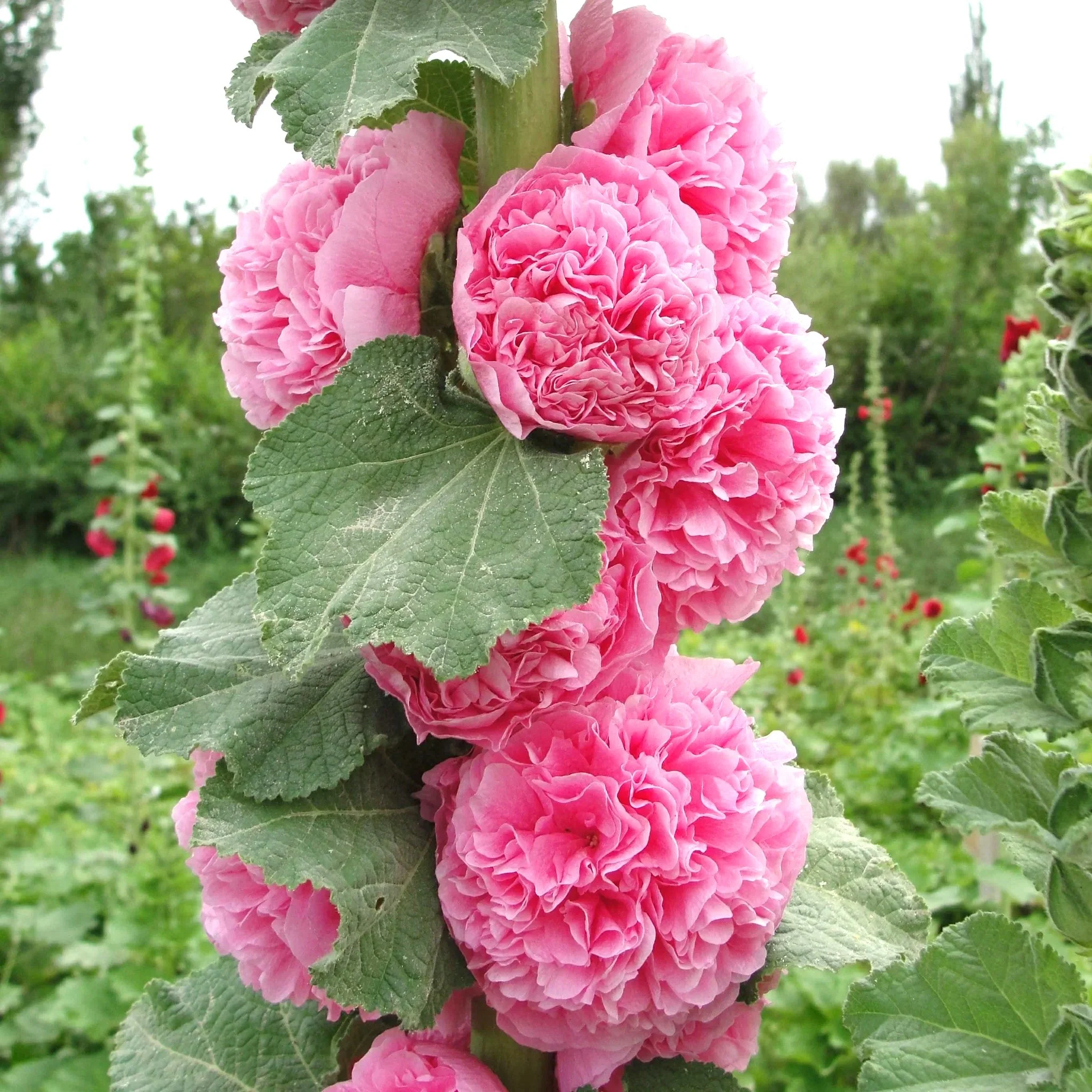 Chater's Double Mix Hollyhock - Image 6