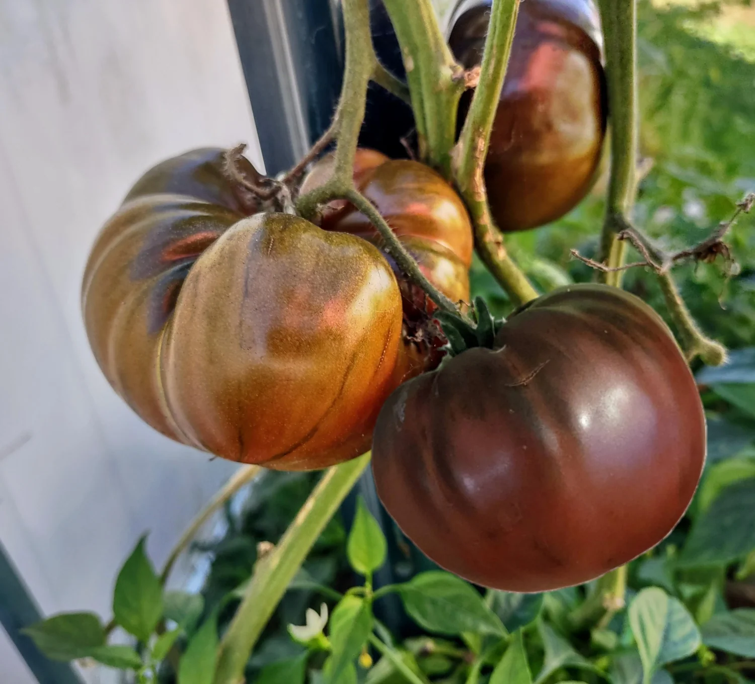 Cherokee Purple Tomato - Image 2