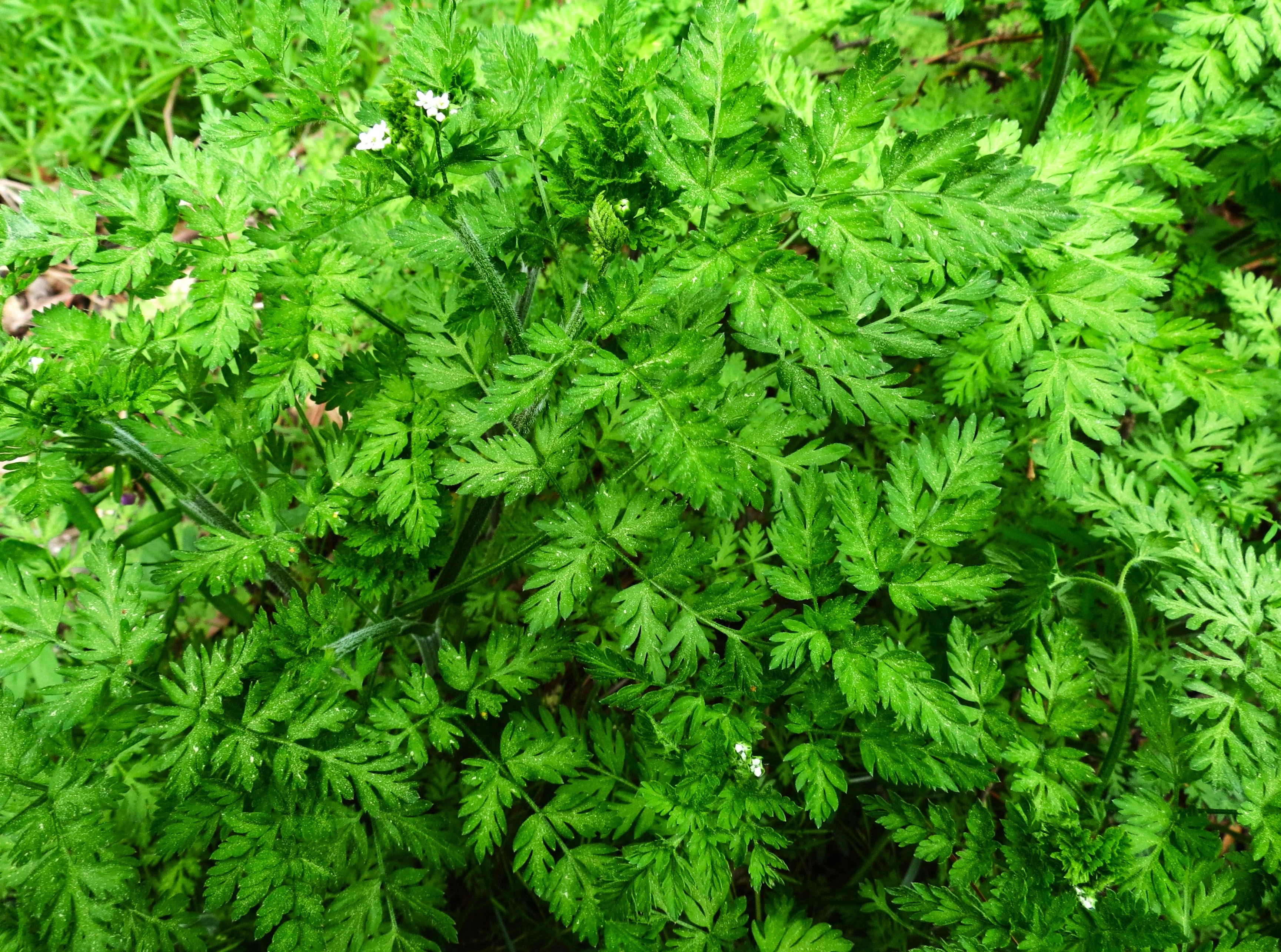 Chervil - Image 3