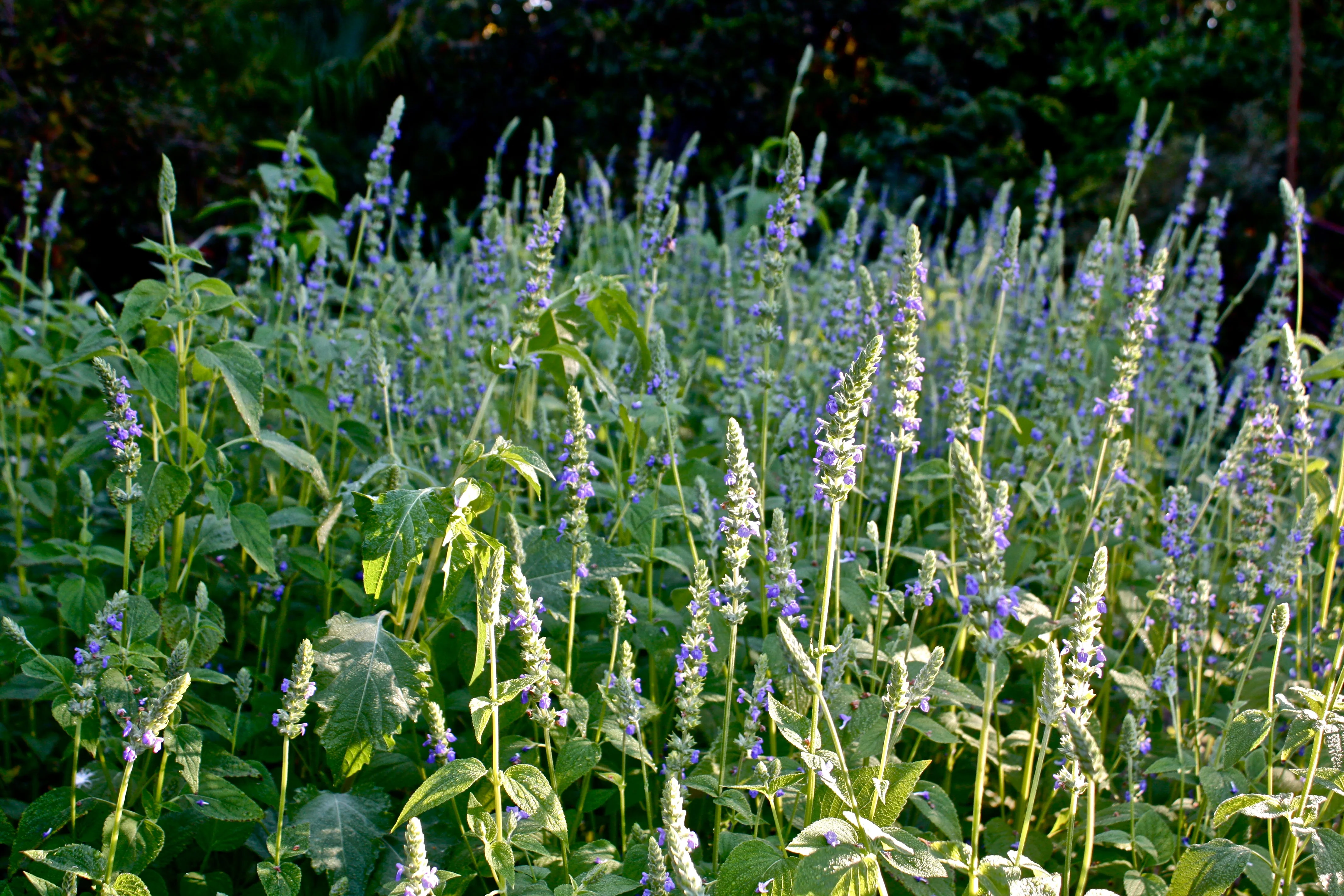 Chia - Image 3