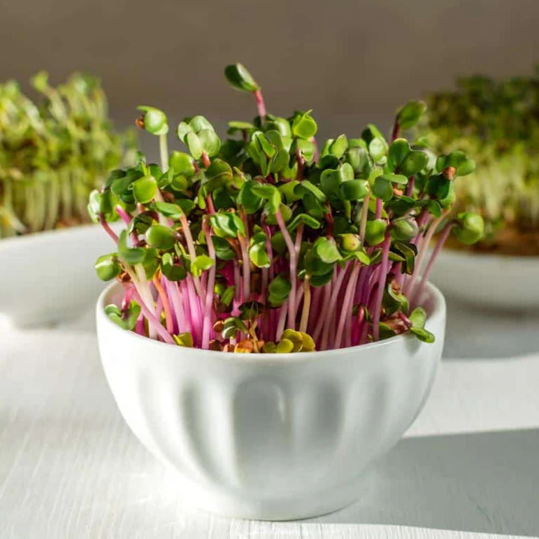 China Rose Radish - Image 12