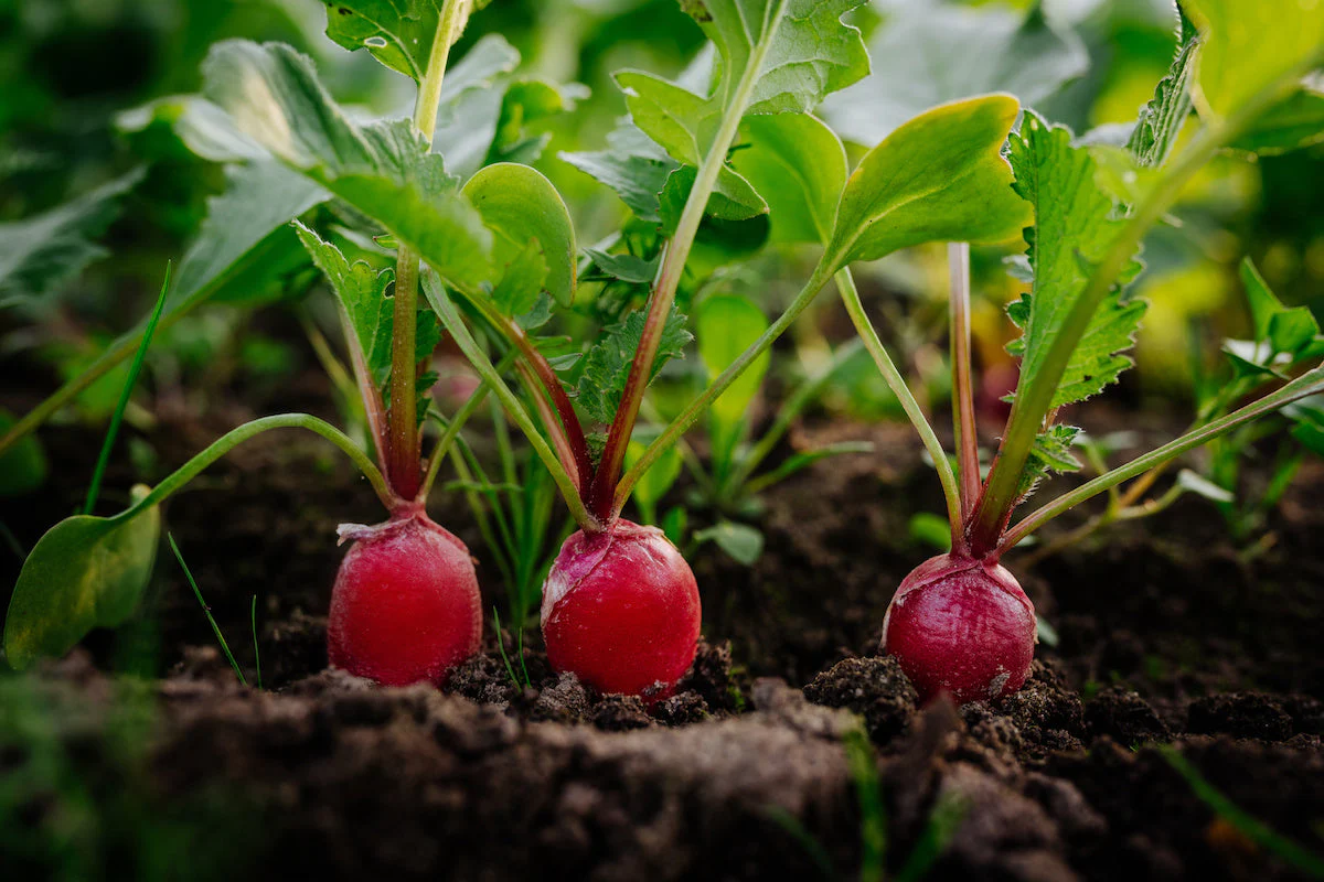 China Rose Radish - Image 2
