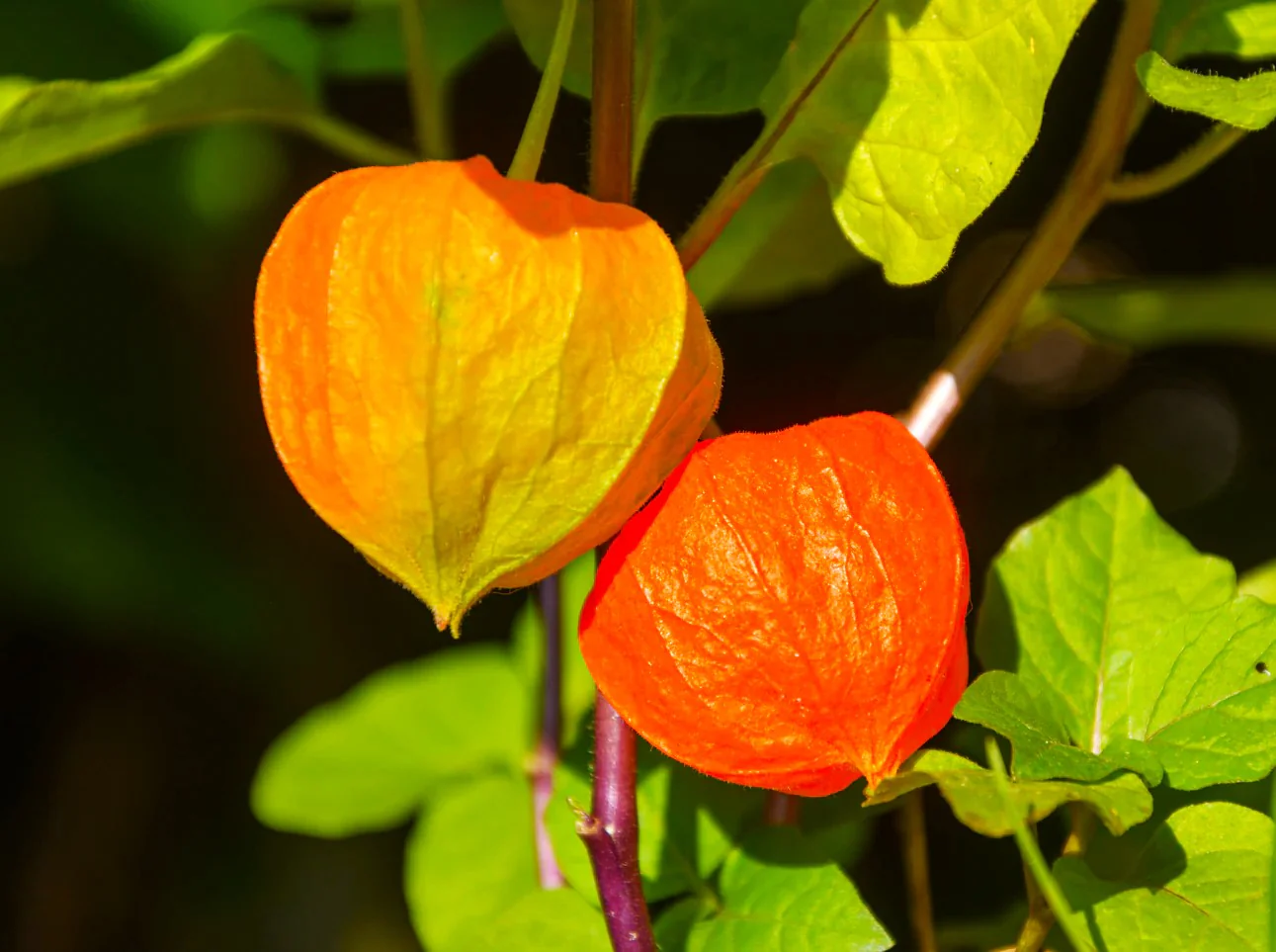 Chinese Lantern Plant - Image 6