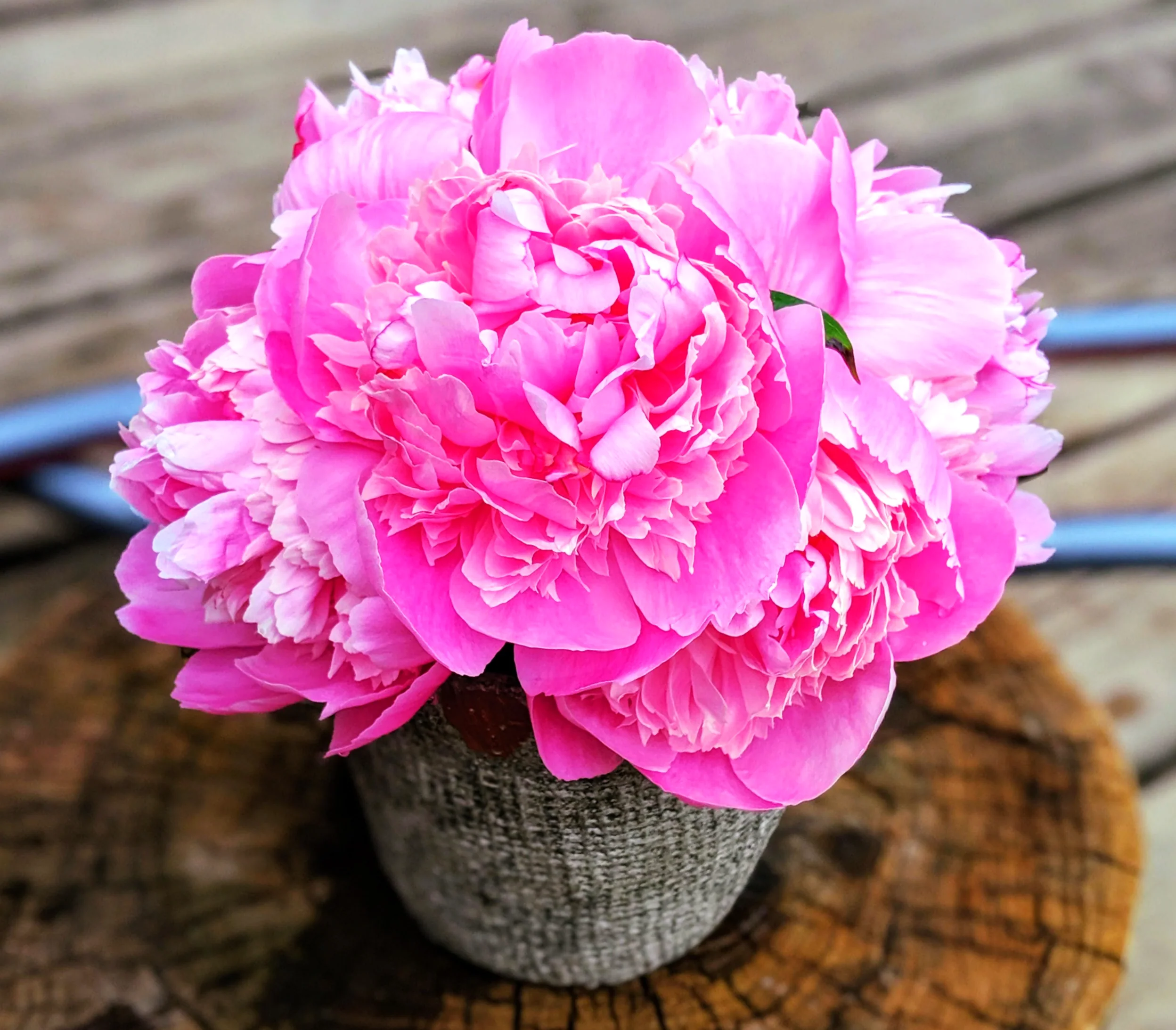 Chinese Peony - Image 10