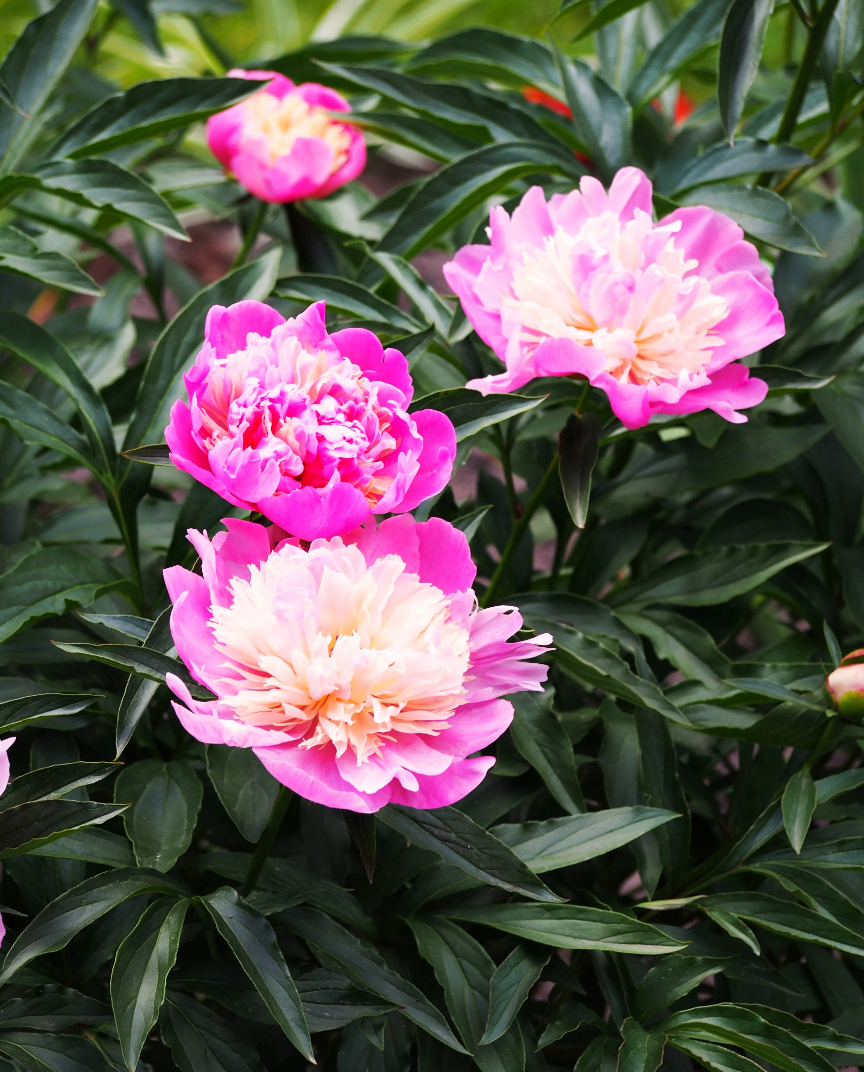Chinese Peony - Image 6