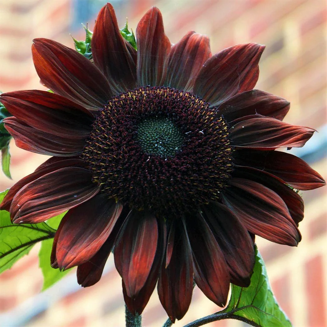 Chocolate Cherry Sunflower