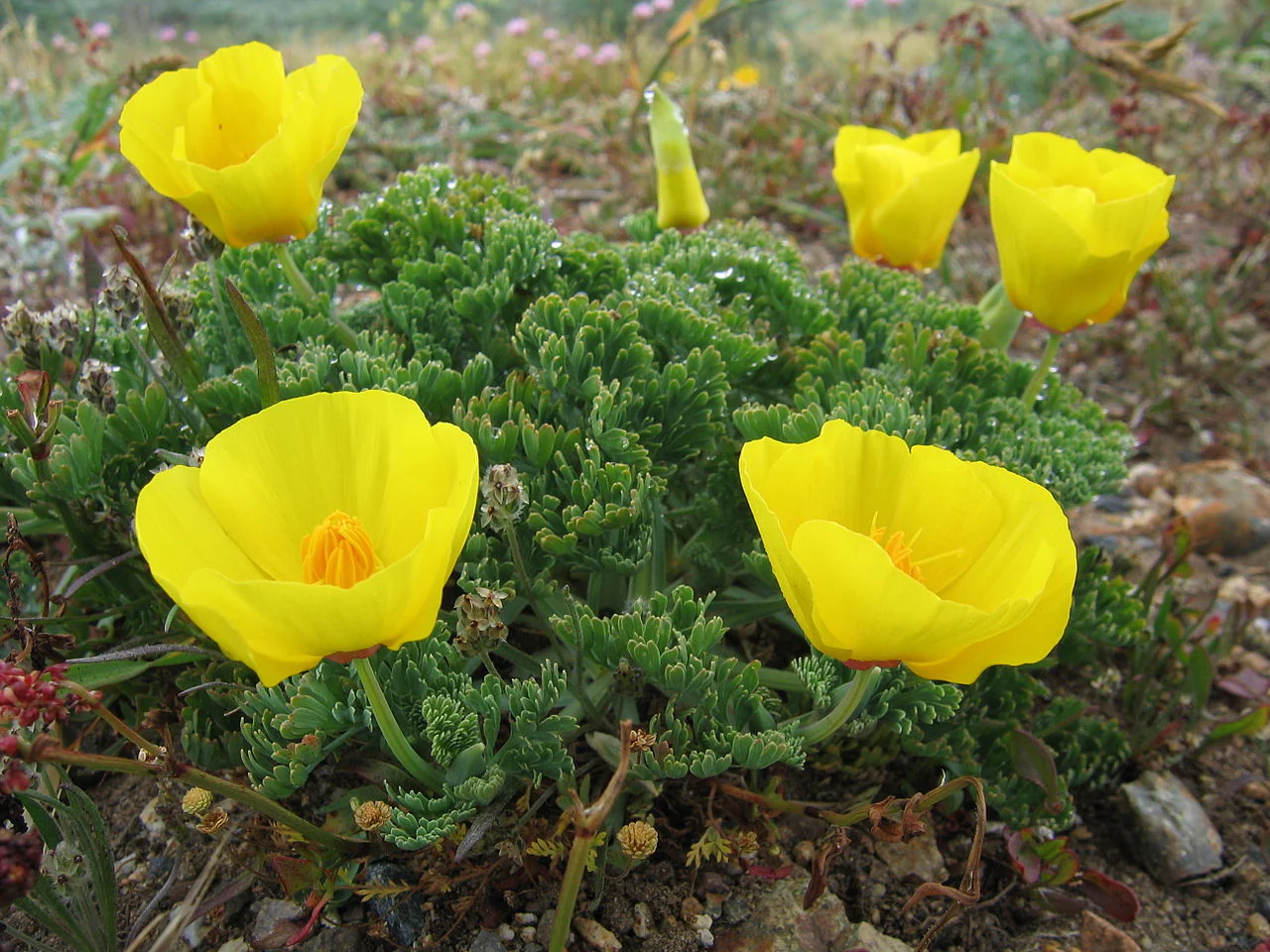 Chrome Queen Dwarf Yellow California Poppy - Image 5