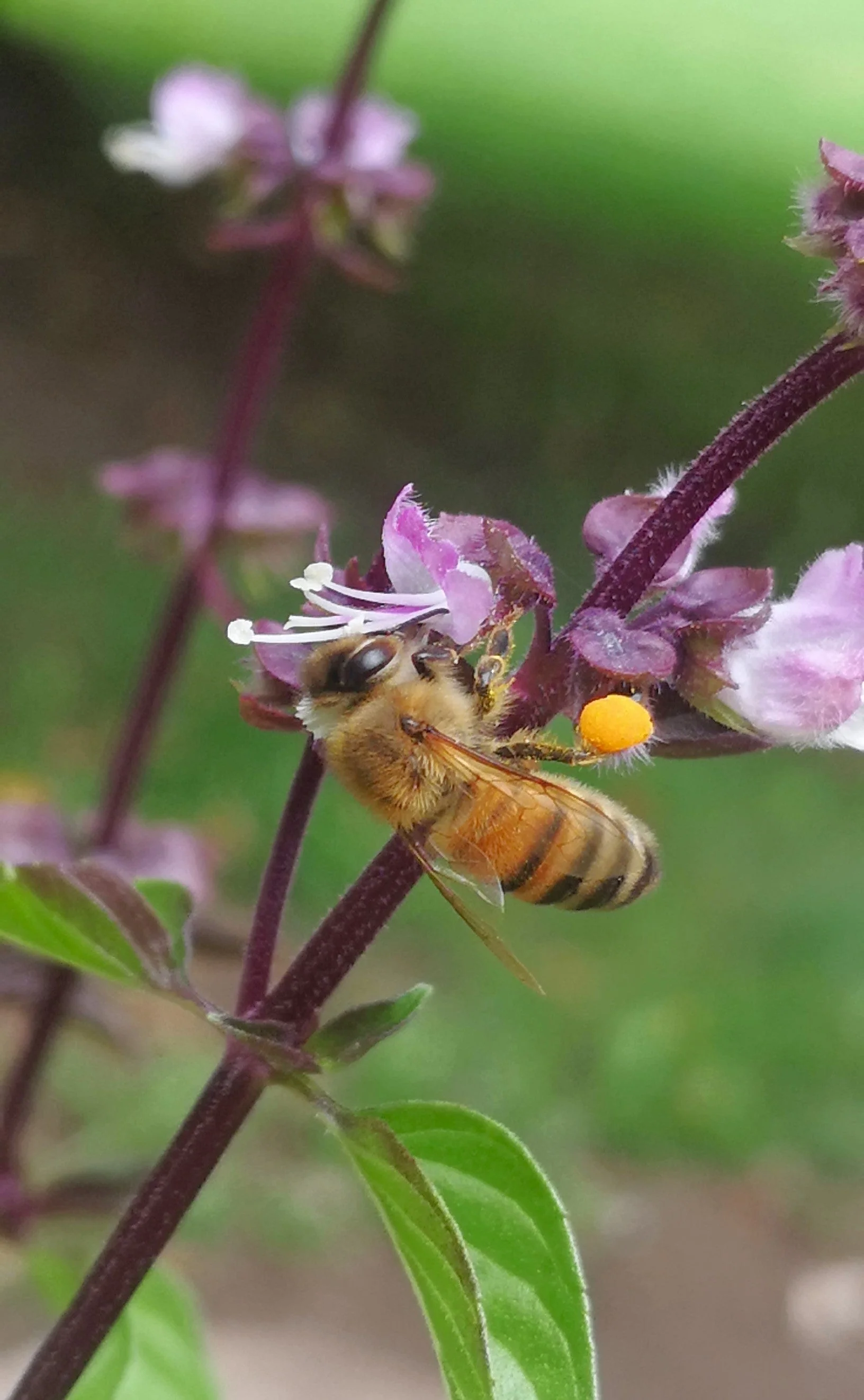Cinnamon Basil - Image 4