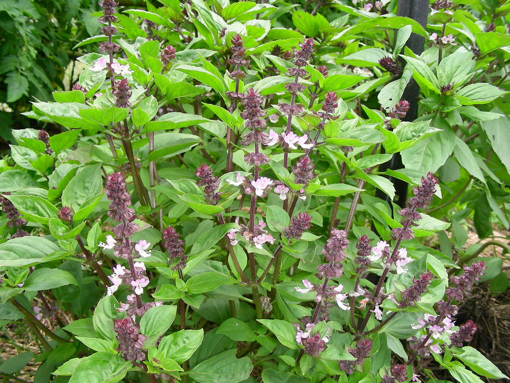 Cinnamon Basil - Image 7