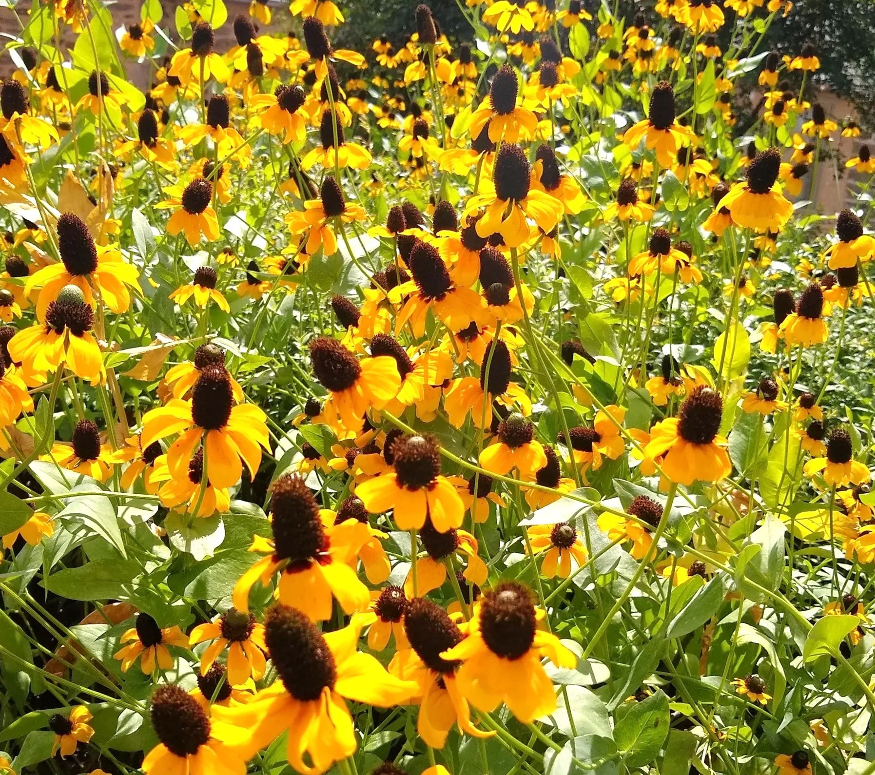 Clasping Coneflower - Image 3