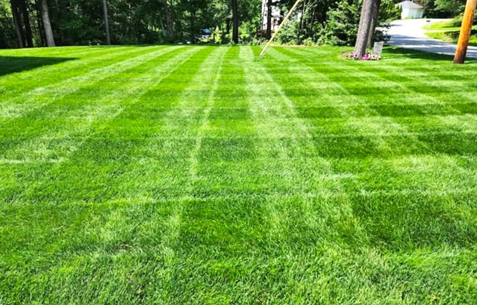 Climax Timothy Grass - Image 2