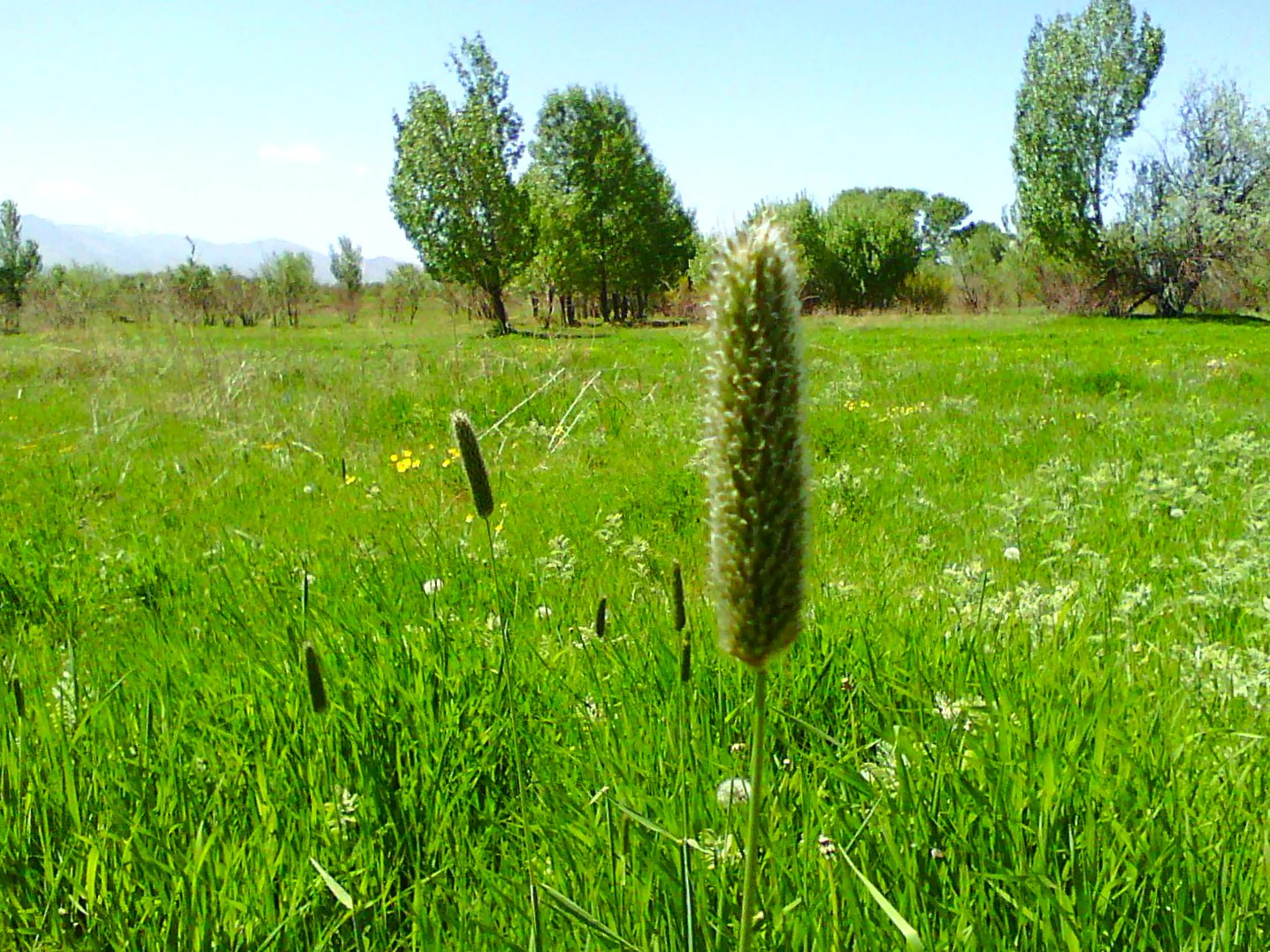Climax Timothy Grass - Image 8