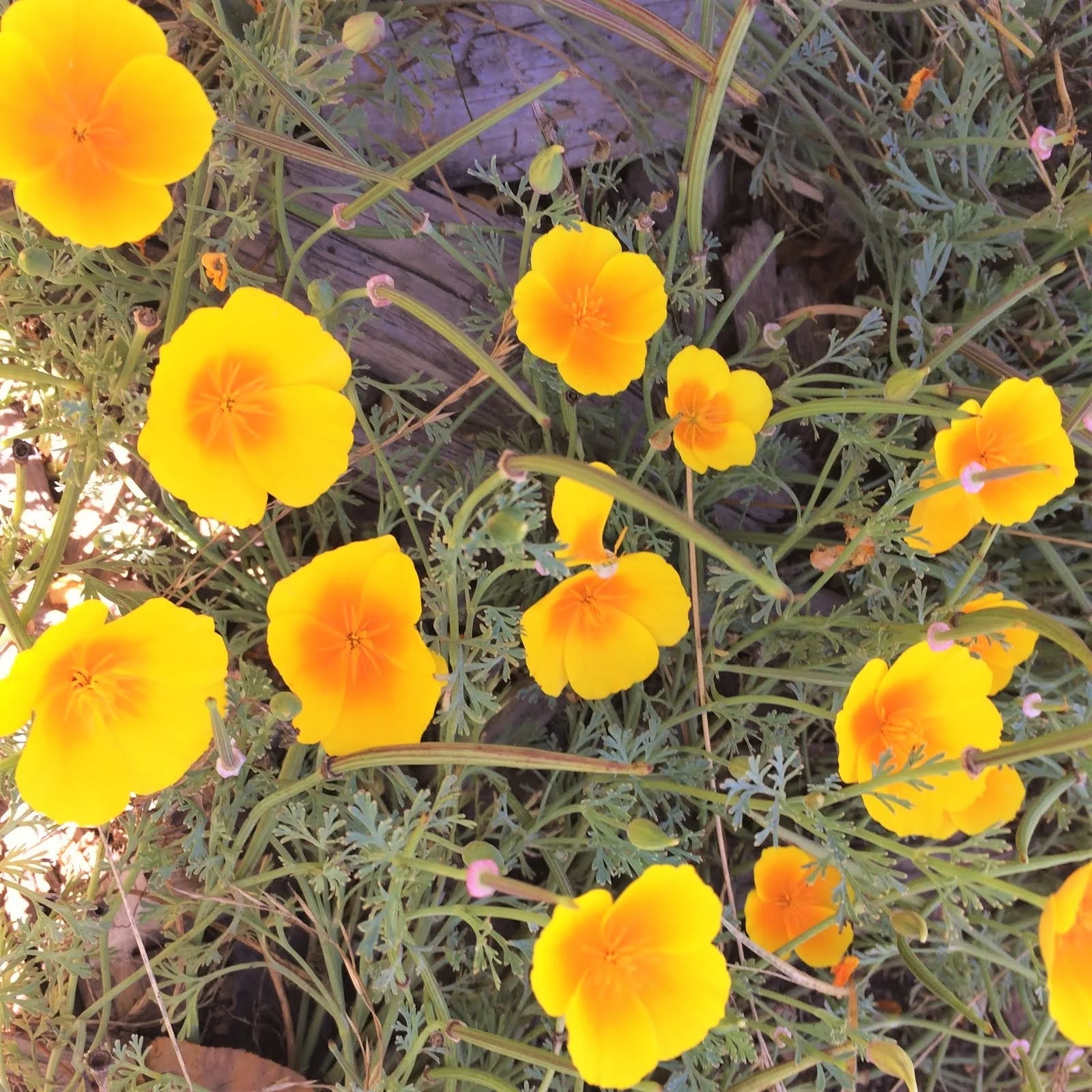 Golden West California Poppy - Image 3
