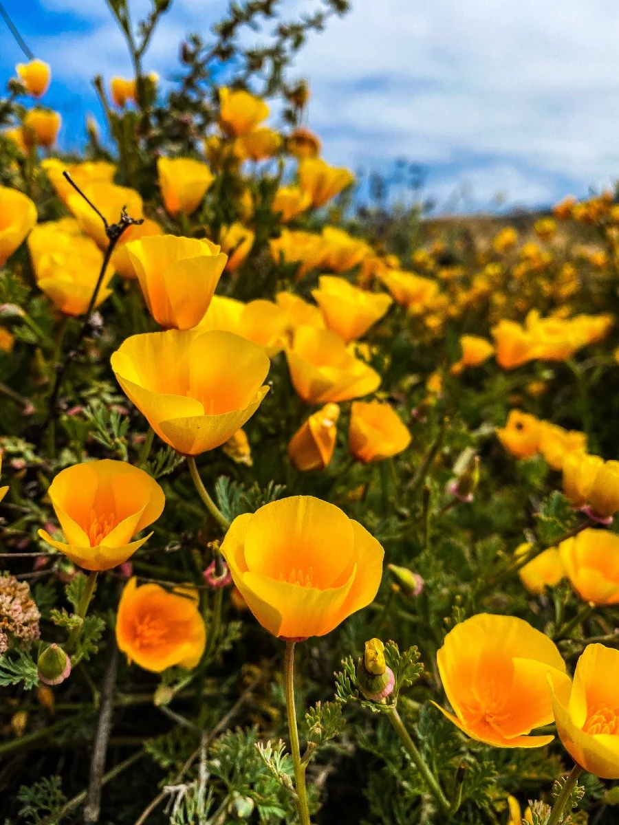 Golden West California Poppy - Image 4