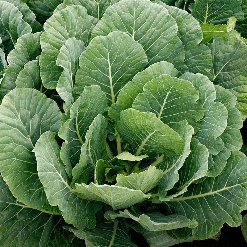 Georgia Southern Collard Greens