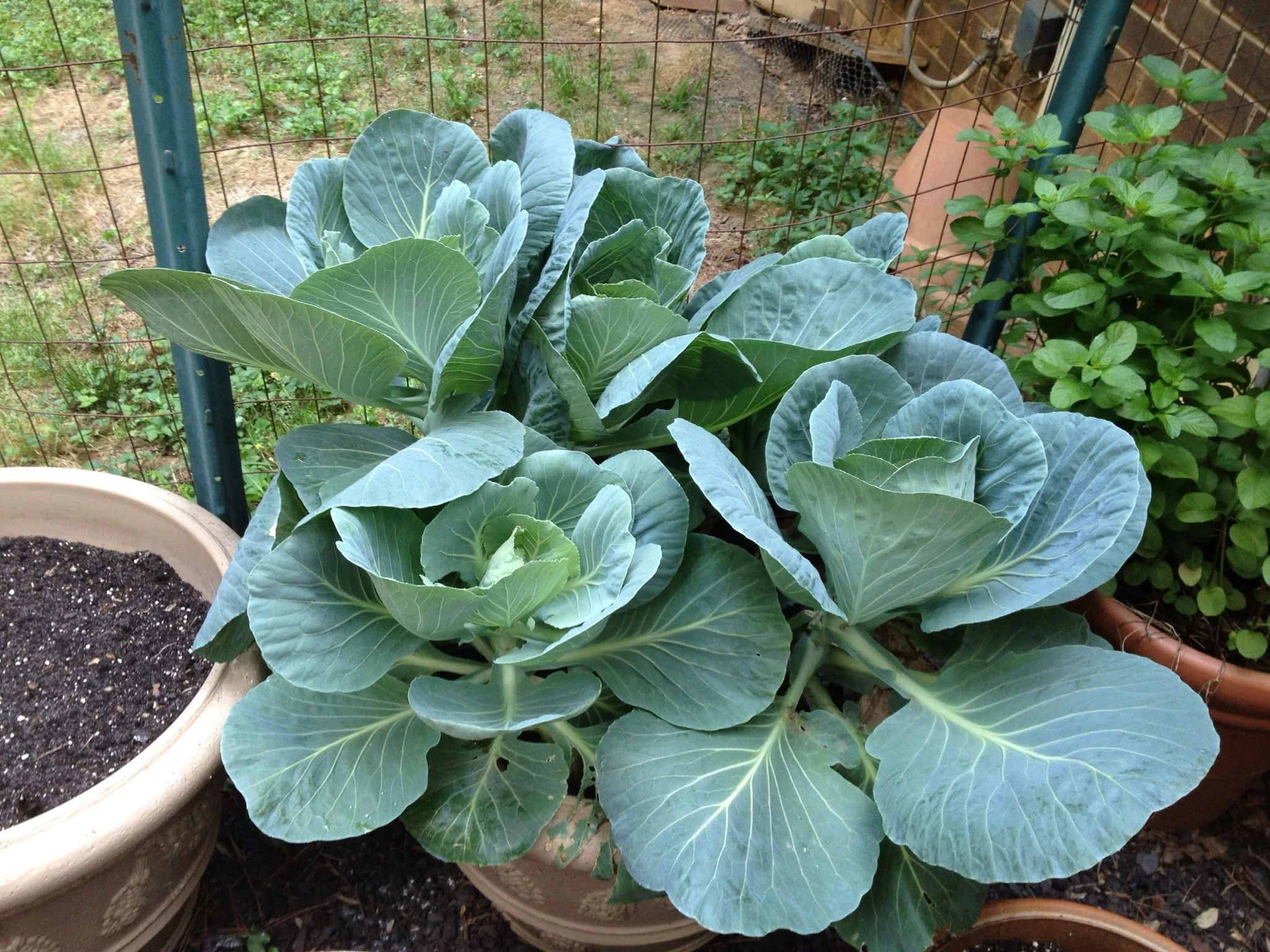 Georgia Southern Collard Greens - Image 2