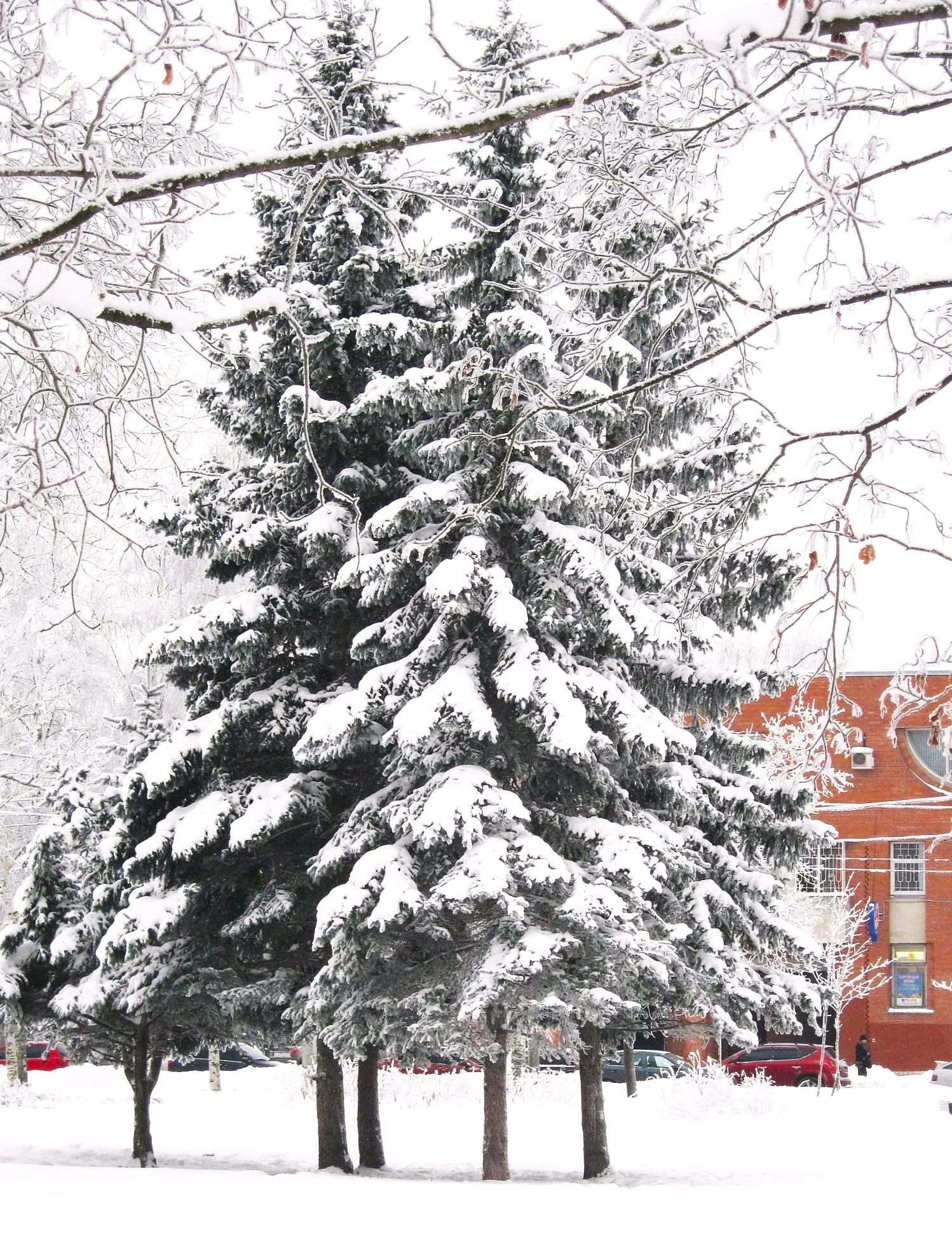 Colorado Blue Spruce Tree - Image 6