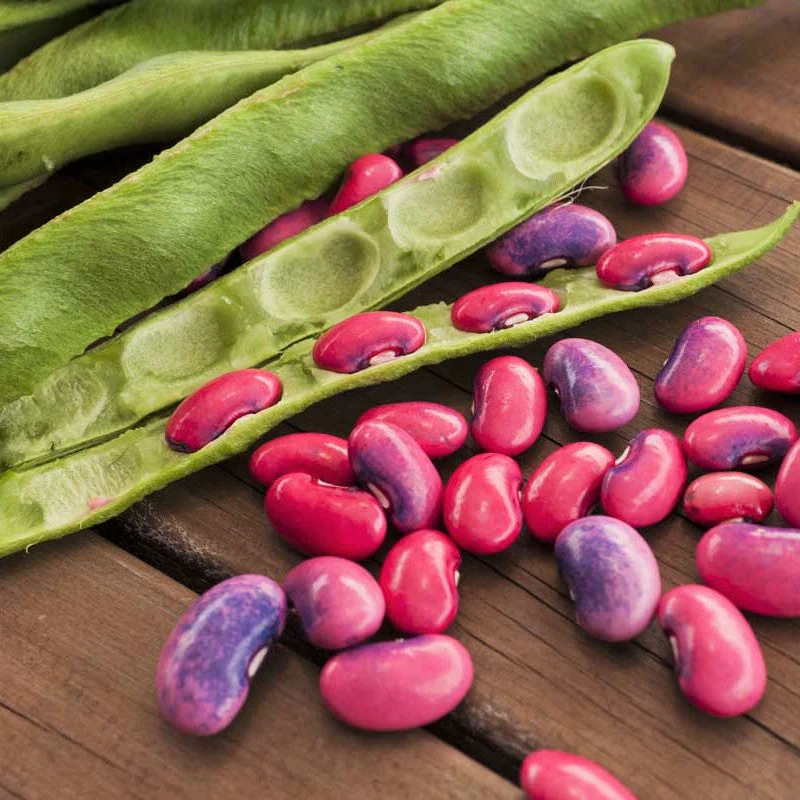 Scarlet Runner Bean (Pole)