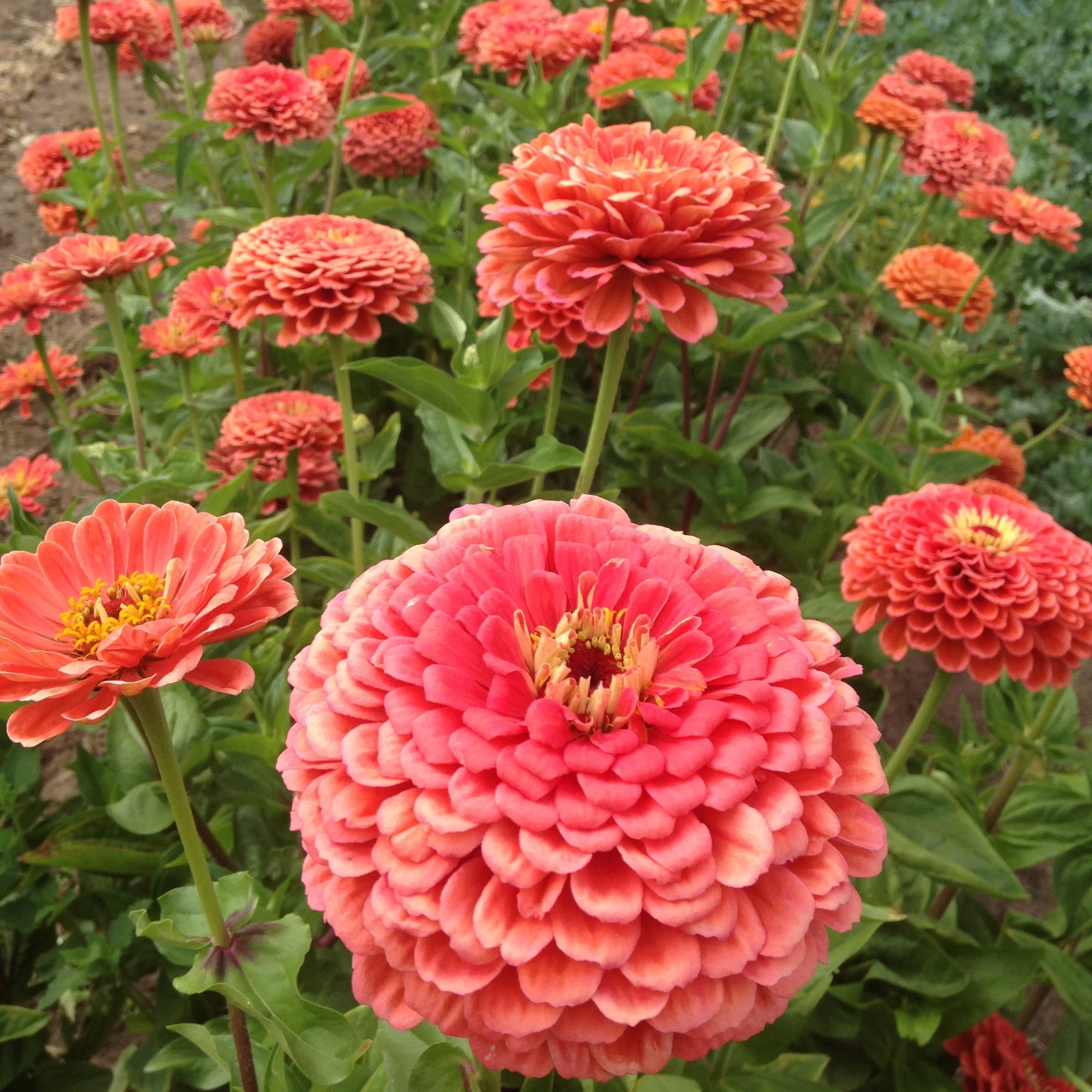 Coral Beauty Zinnia - Image 4