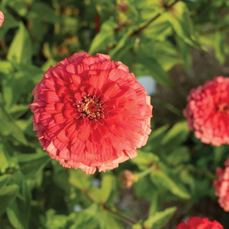 Coral Beauty Zinnia - Image 6