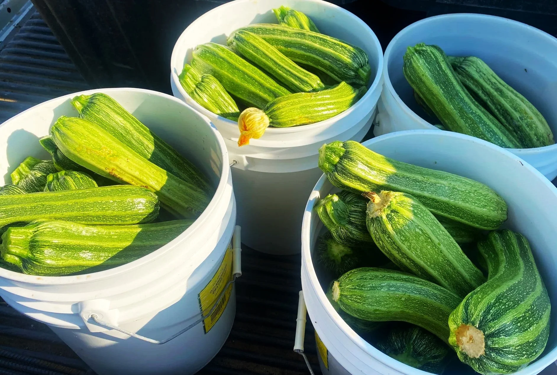 Costata Romanesco Zucchini - Image 4