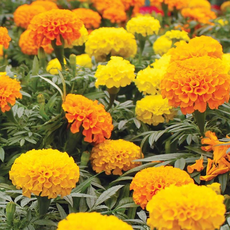 Cracker Jack Mix African Marigold - Image 3