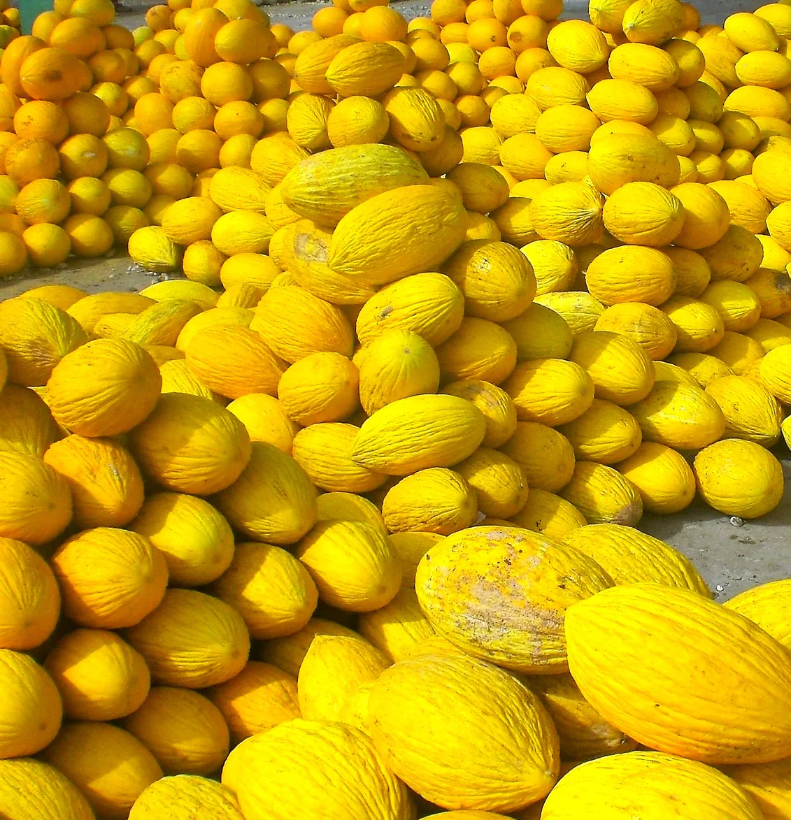 Crenshaw Melon - Image 5