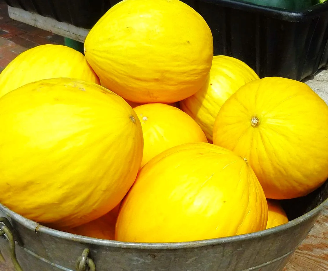 Crenshaw Melon - Image 7