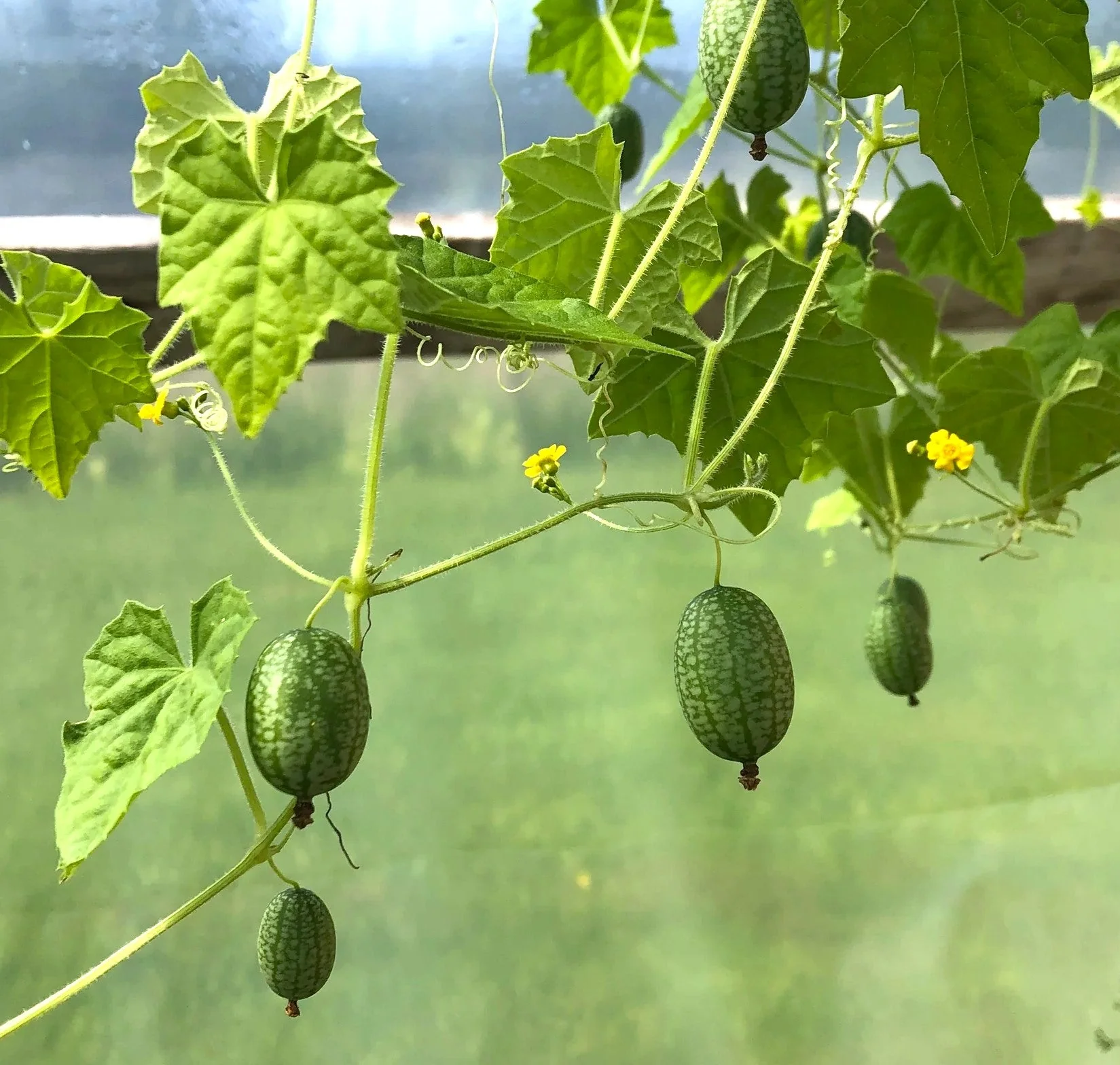 Cucamelon (Mexican Sour Gherkin) - Image 2