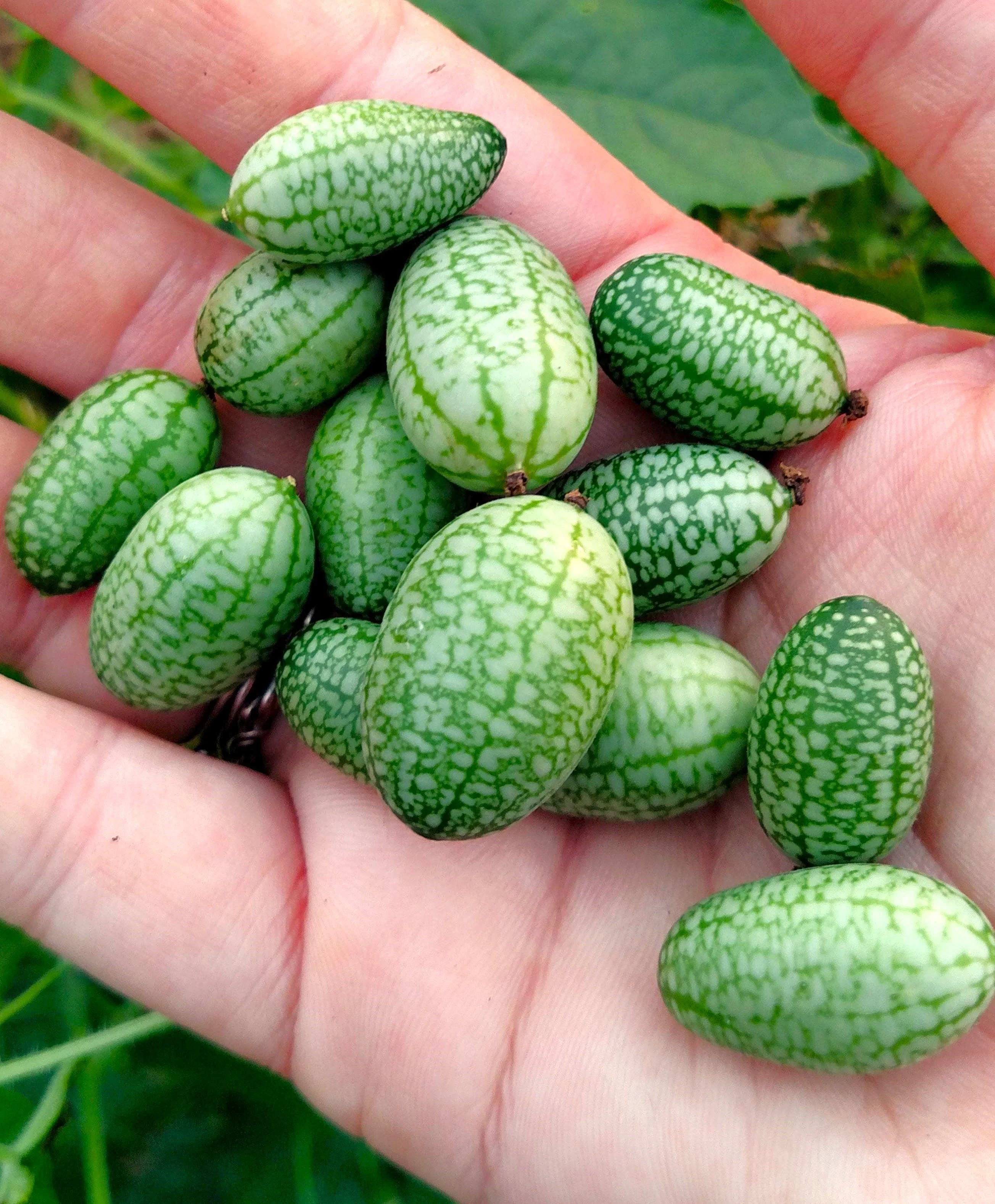 Cucamelon (Mexican Sour Gherkin) - Image 5